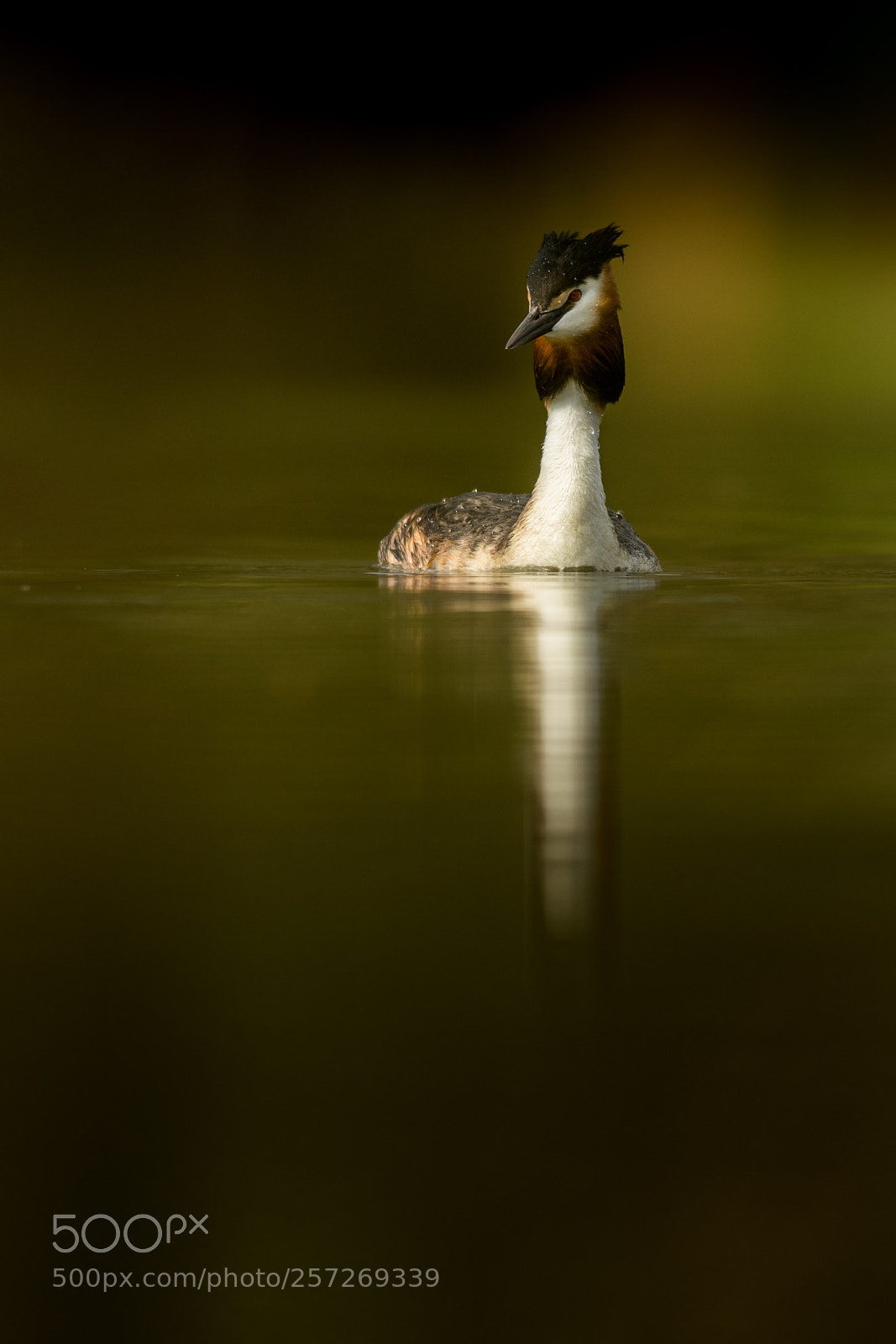 Nikon D500 sample photo. Great crested grebe photography
