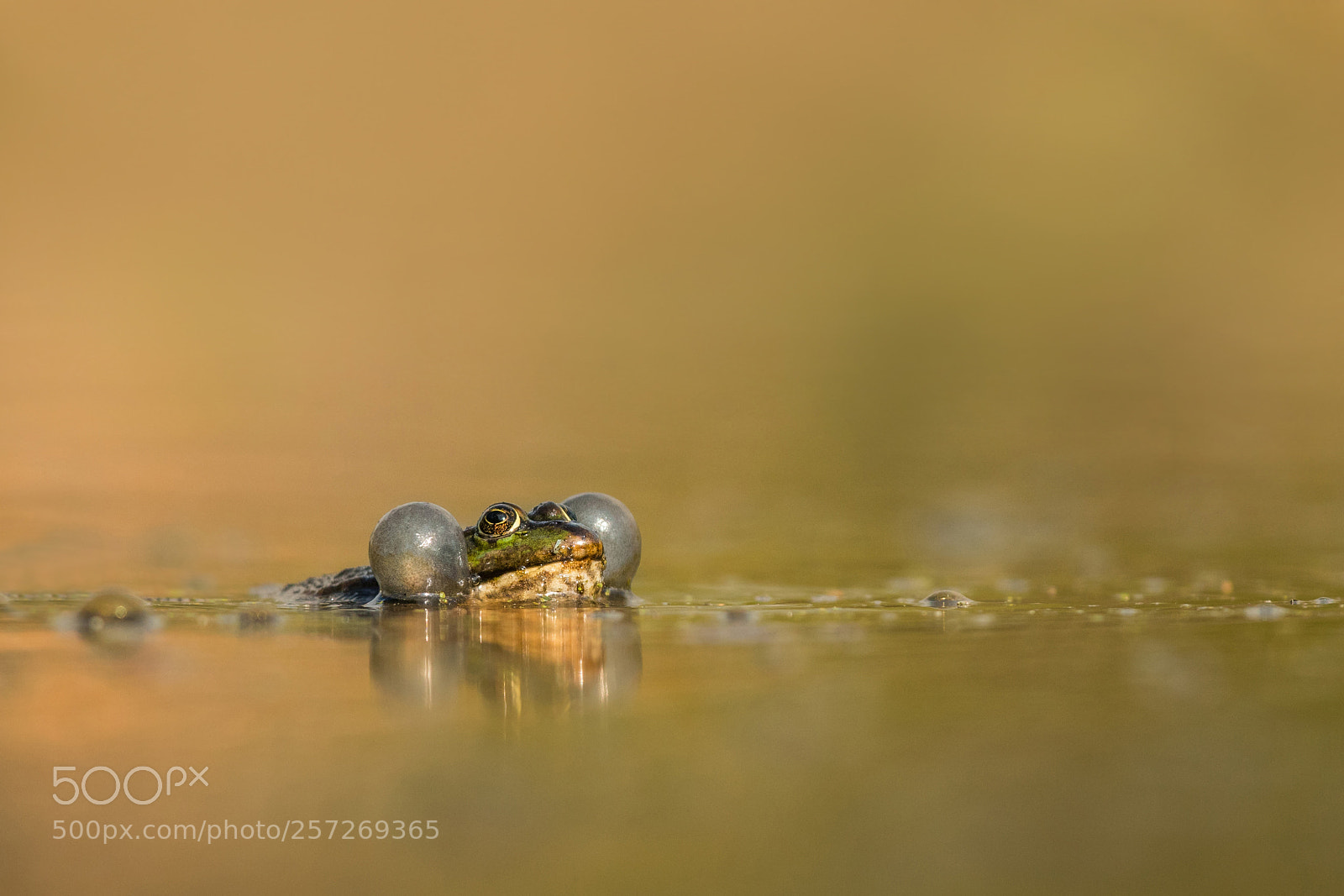 Nikon D500 sample photo. Edible frog photography