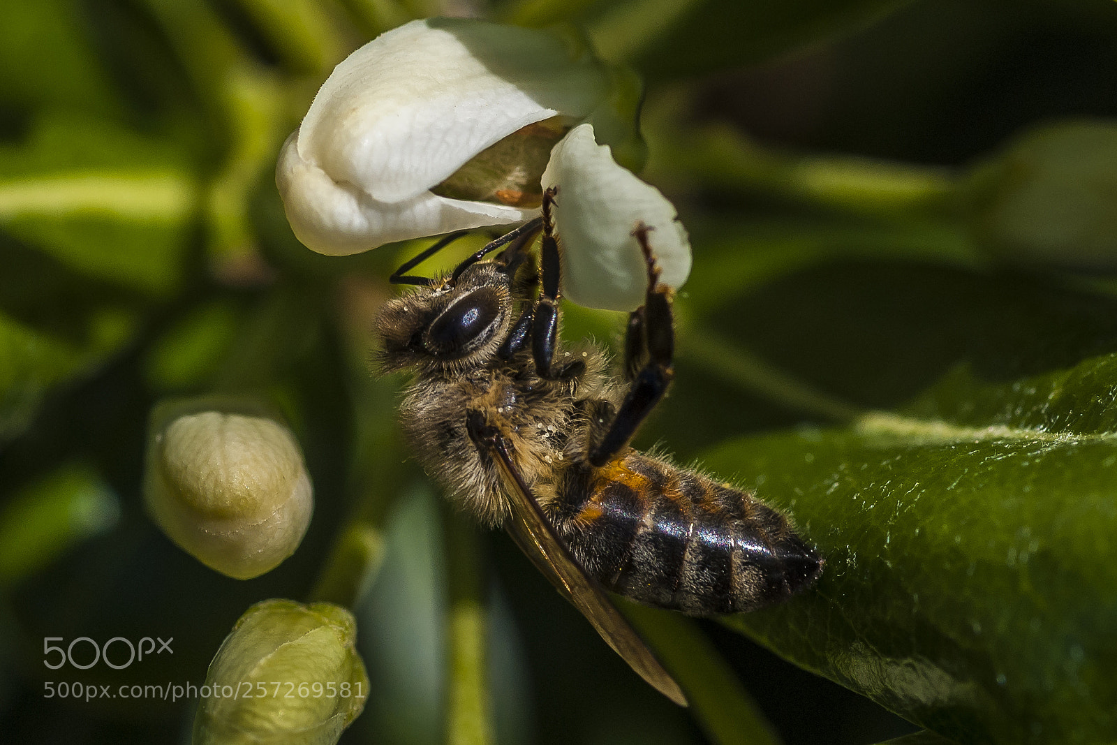 Sony Alpha DSLR-A200 sample photo. Bee photography
