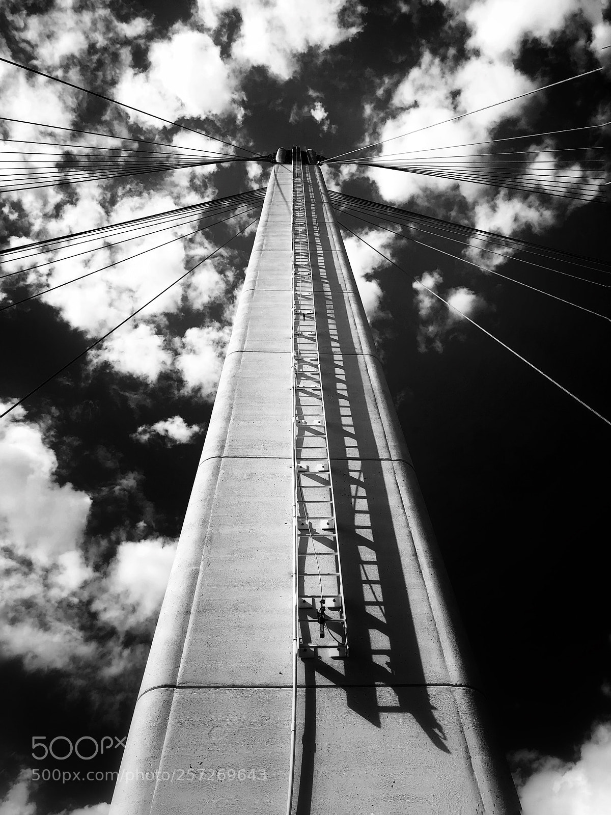 Apple iPhone X sample photo. Bridge tree photography