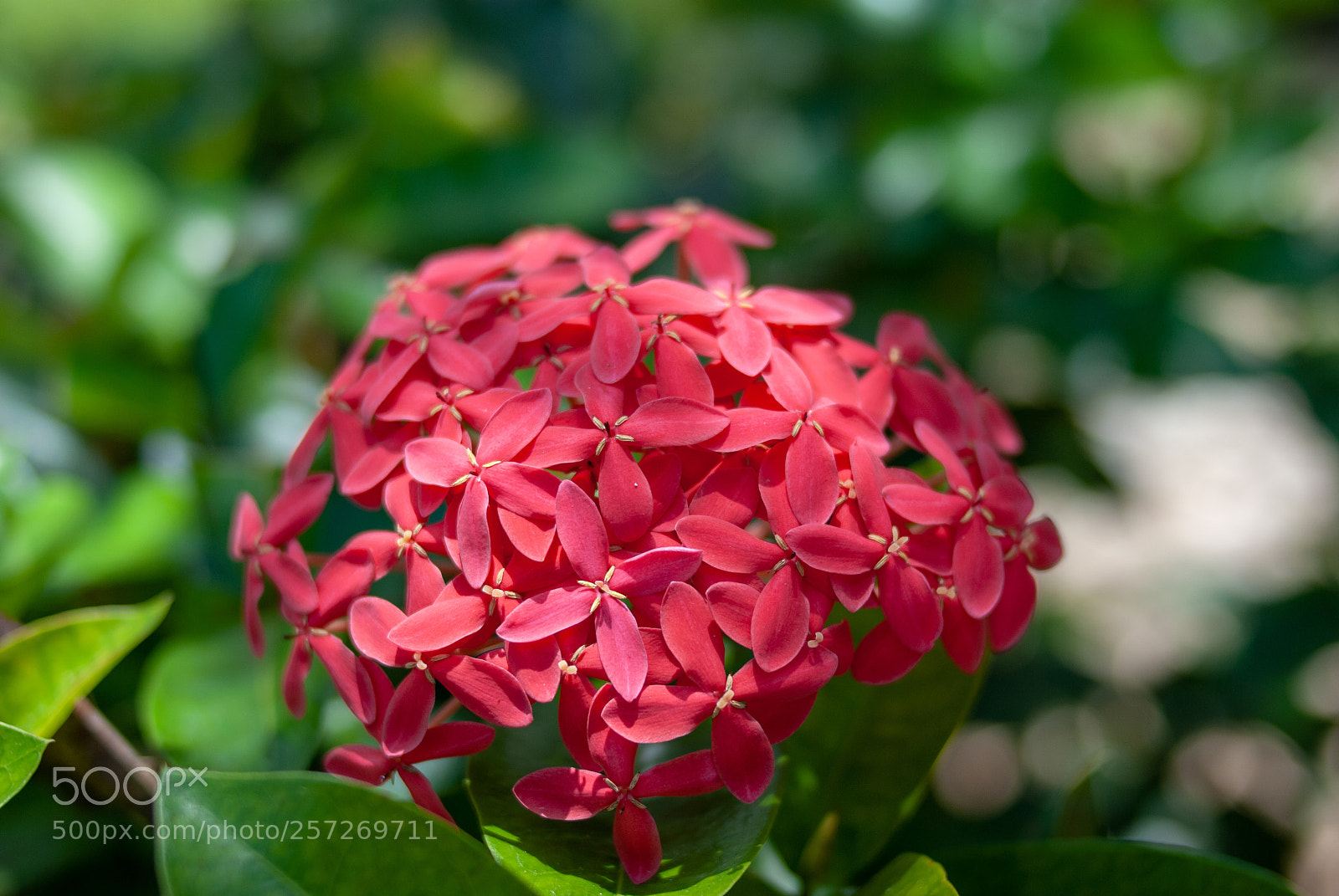 Nikon D80 sample photo. Red flowers photography