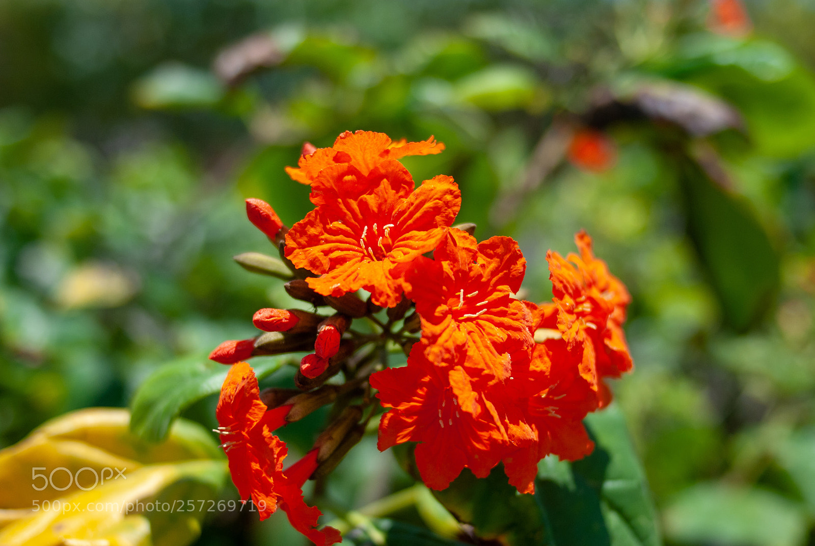 Nikon D80 sample photo. Orange? flowers photography