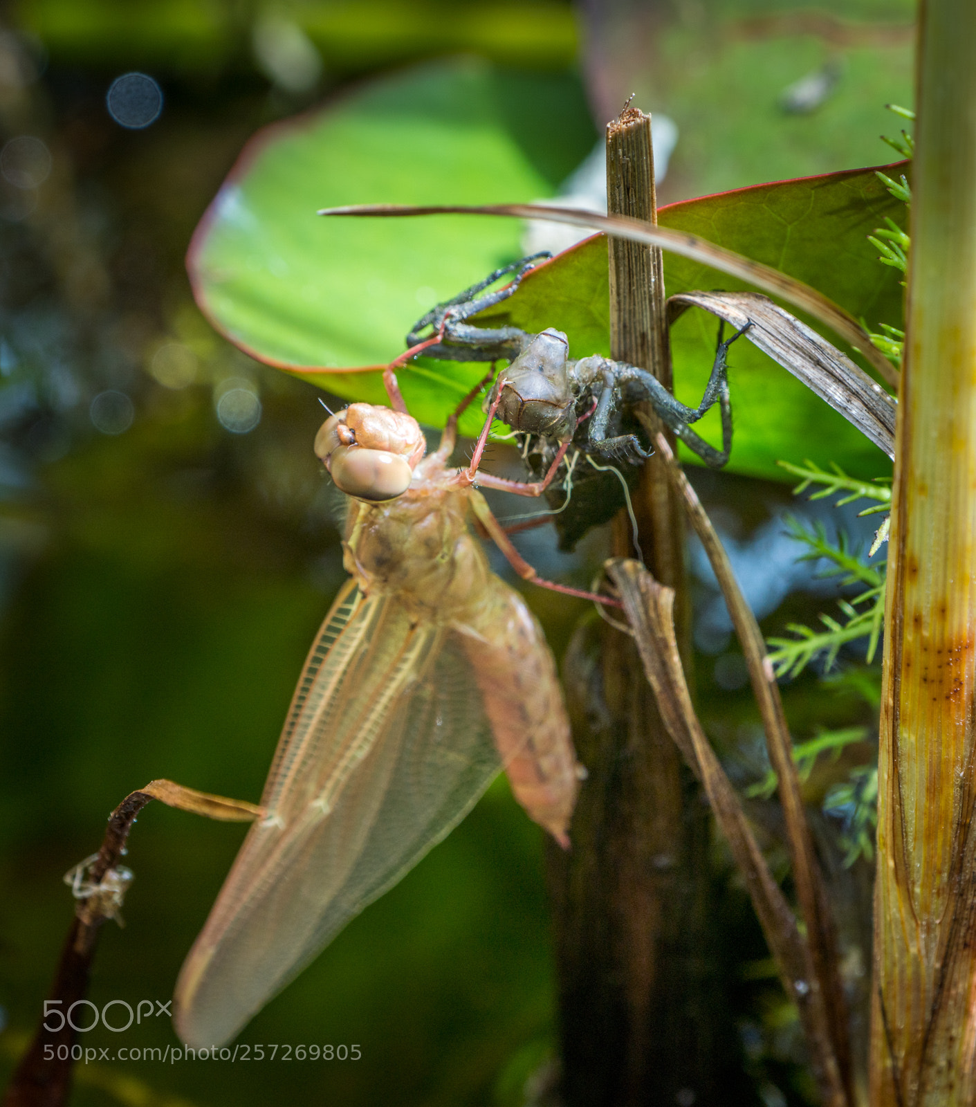 Sony a7R III sample photo. Damelsfly emerging from exoskeleton photography