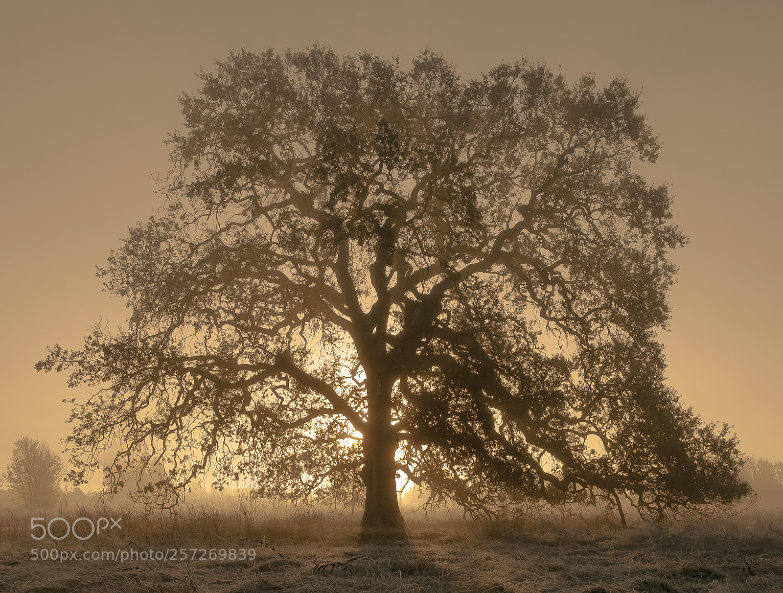 Nikon D300S sample photo. Oak tree sunrise photography