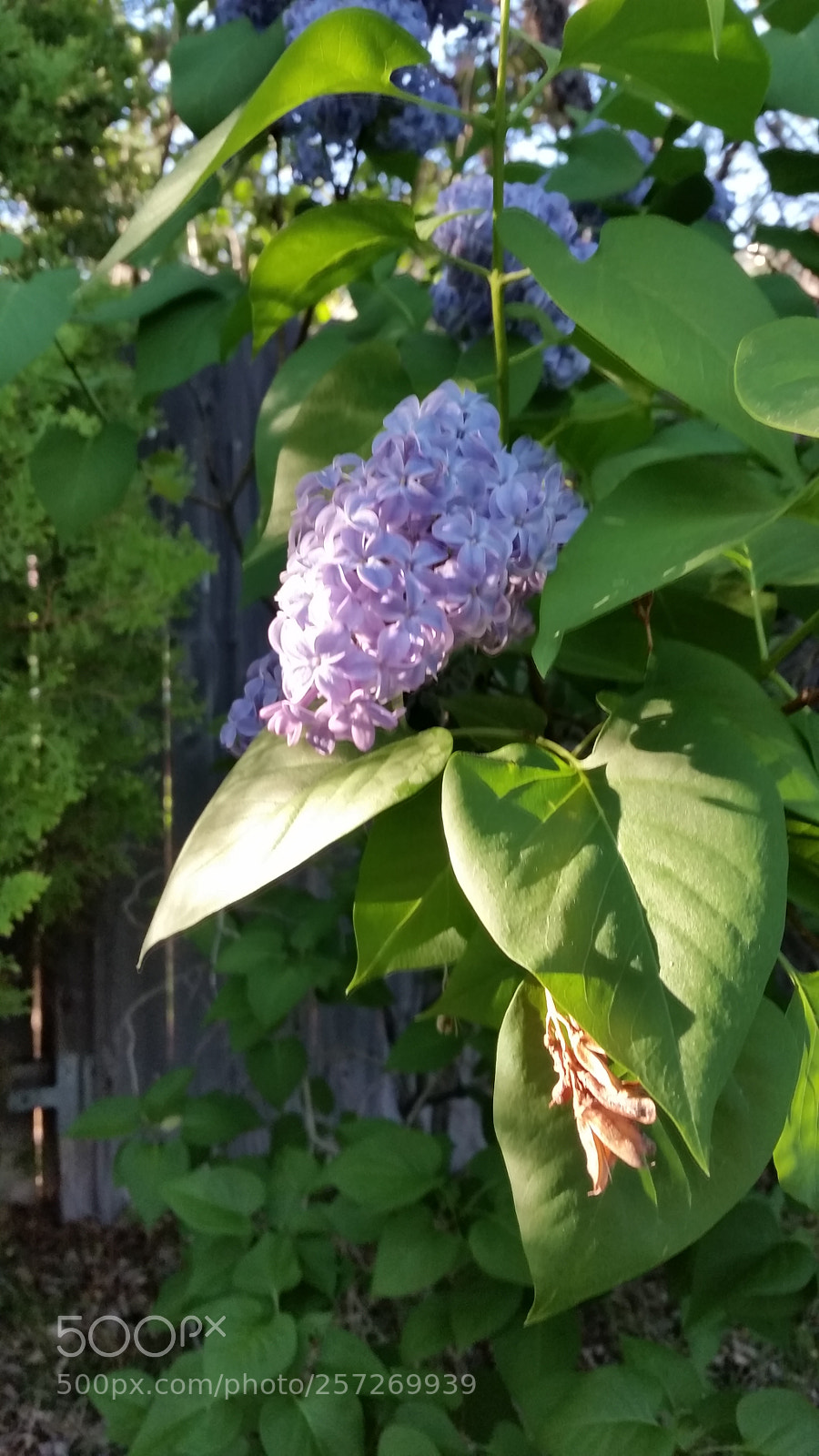 Samsung Galaxy S5 sample photo. Untitled photography