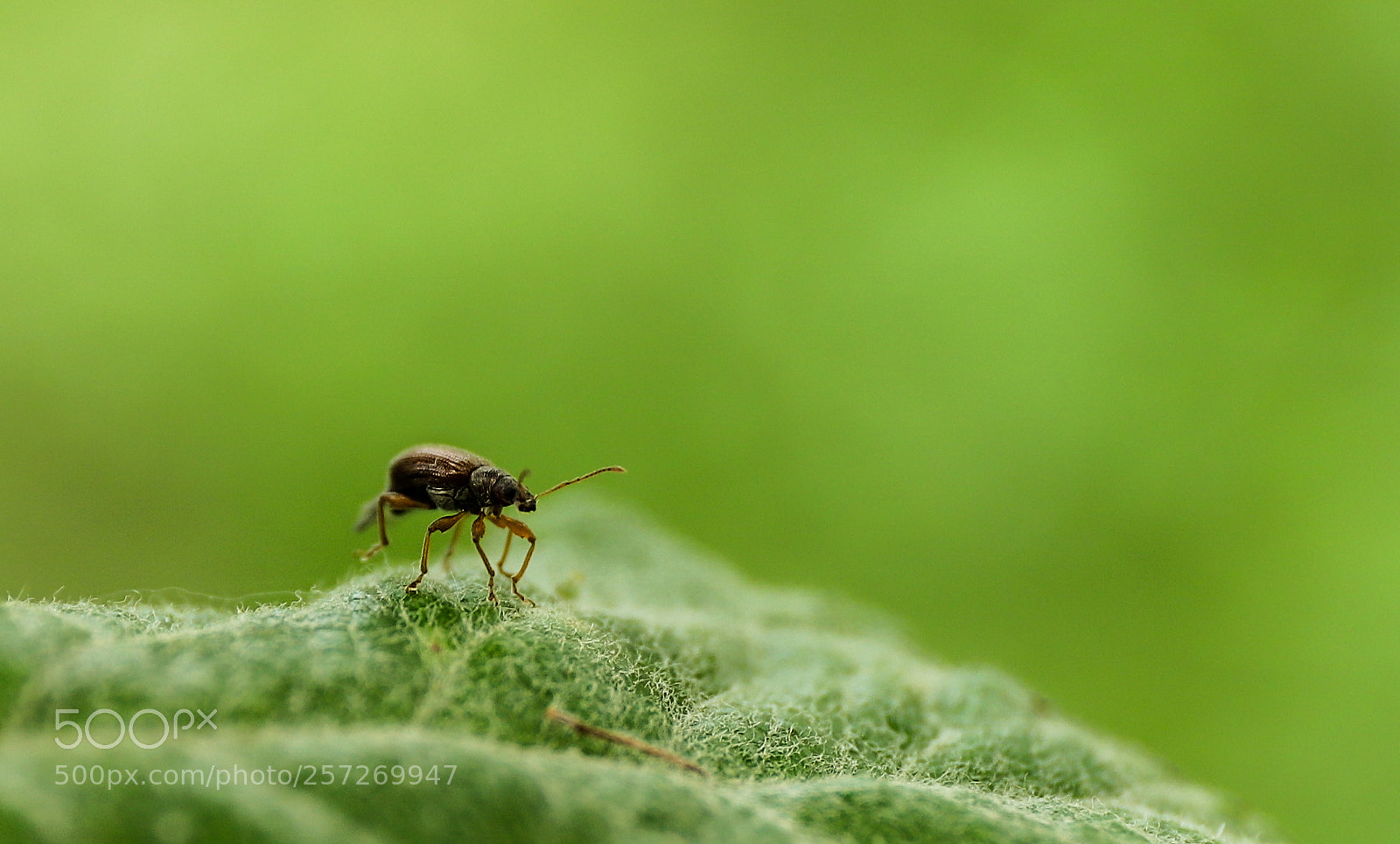 Canon EOS 6D Mark II sample photo. Bug photography