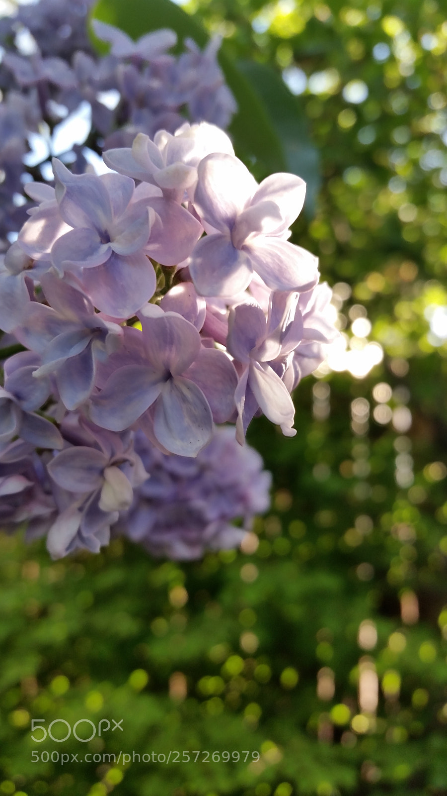 Samsung Galaxy S5 sample photo. Untitled photography