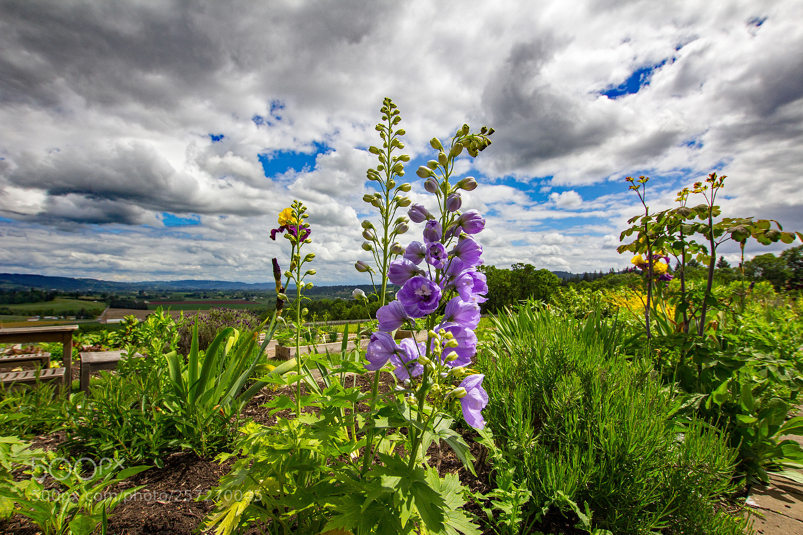 Canon EOS 60D sample photo. Flowers on the hill photography