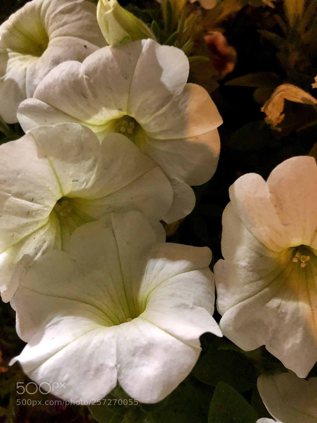 Apple iPhone 8 sample photo. Vanilla photography