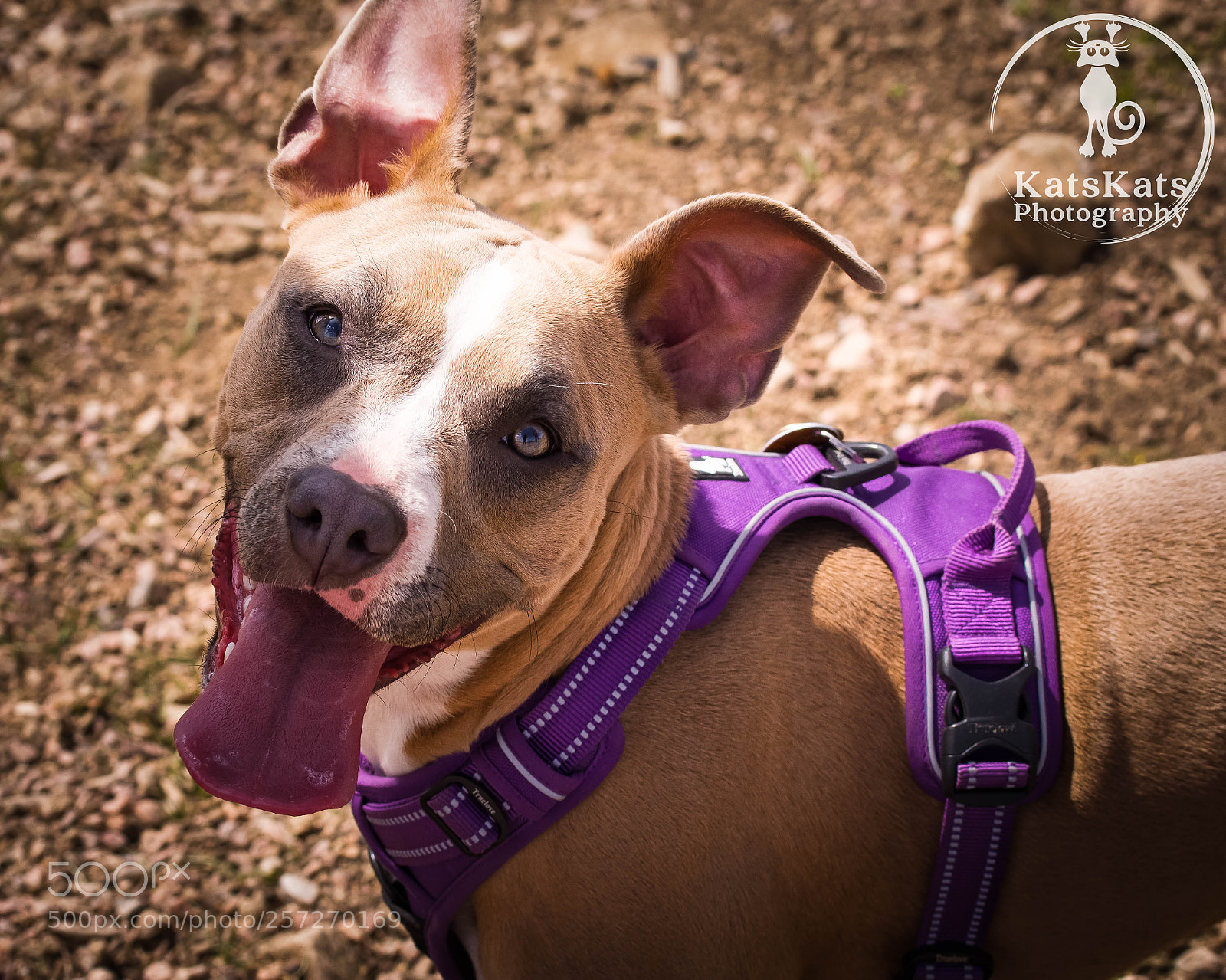 Nikon D7200 sample photo. Ears! photography