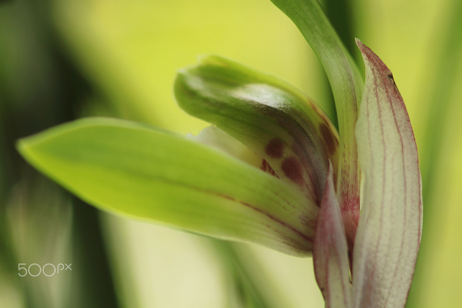 Canon EOS 7D + Canon EF 50mm F1.8 II sample photo. Riverstream orchid photography