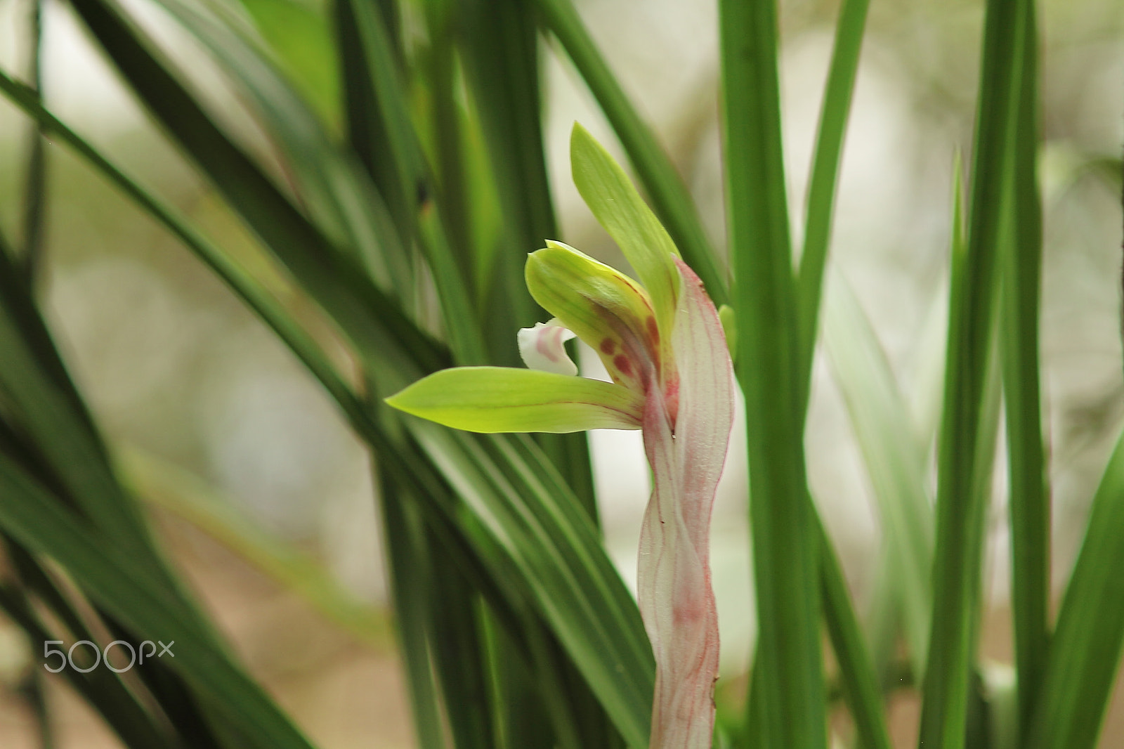 Canon EF 50mm F1.8 II sample photo. Riverstream orchid photography