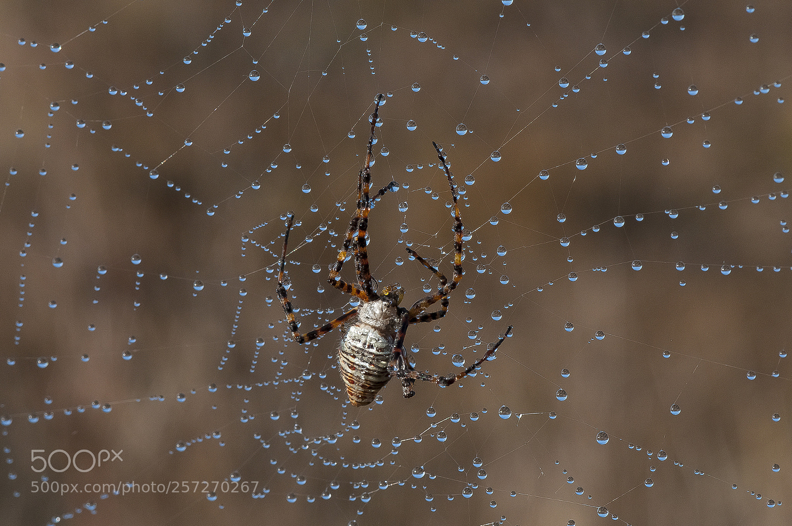 Nikon D300S sample photo. Spider in web 2 photography