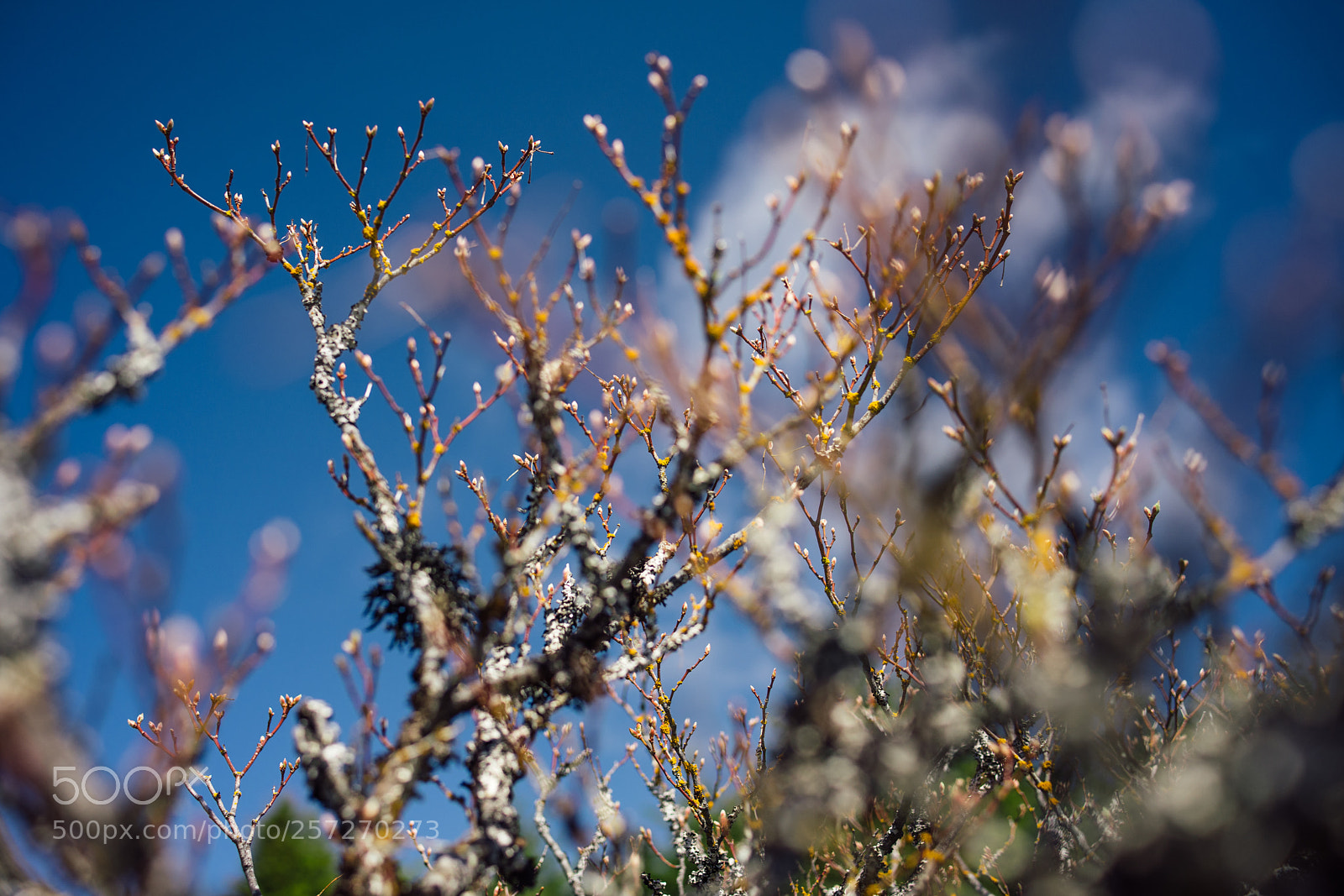 Sony a7 II sample photo. Sky bush photography