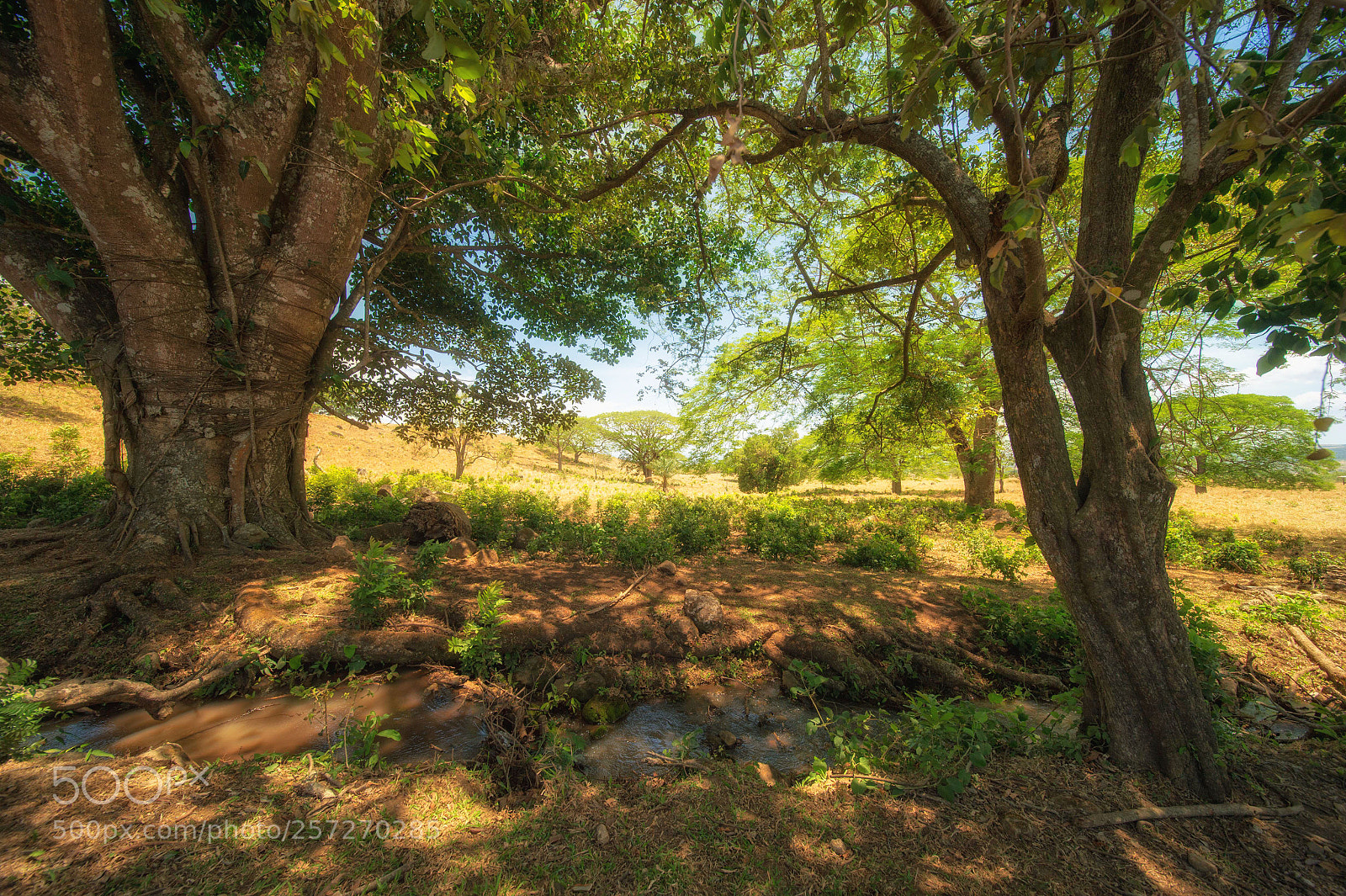 Nikon D4 sample photo. El arco de guanacastes photography