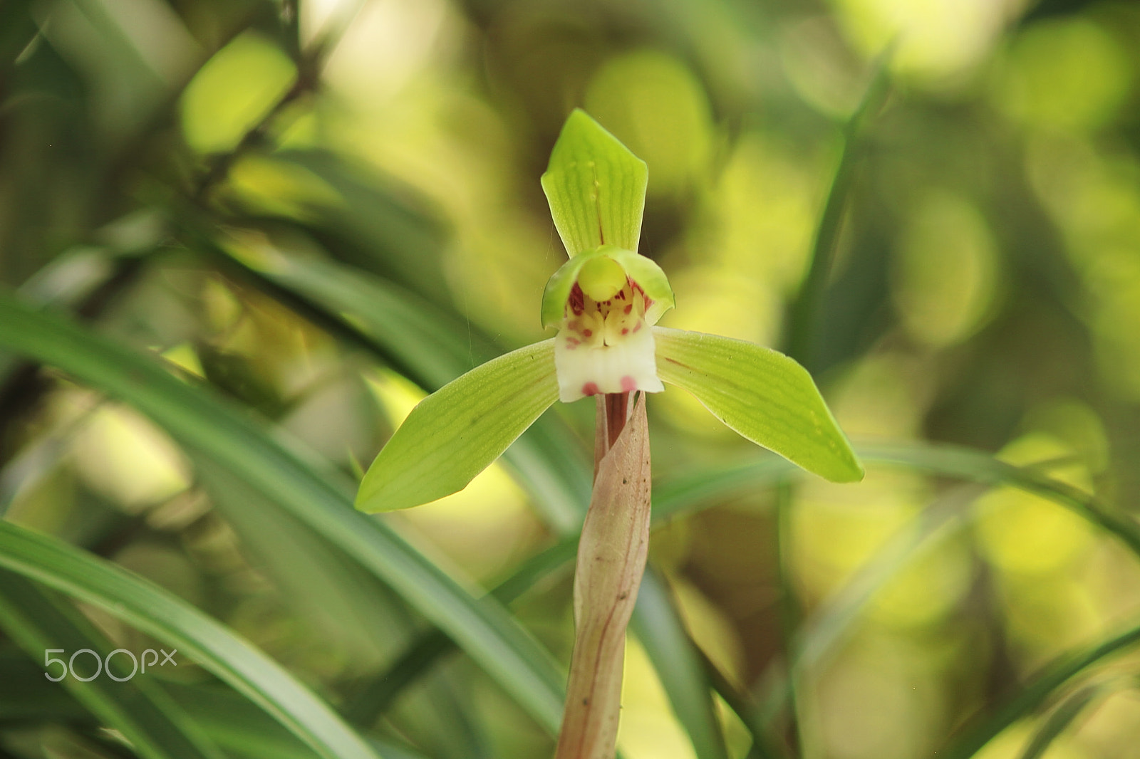 Canon EOS 7D + Canon EF 50mm F1.8 II sample photo. Riverstream orchid photography
