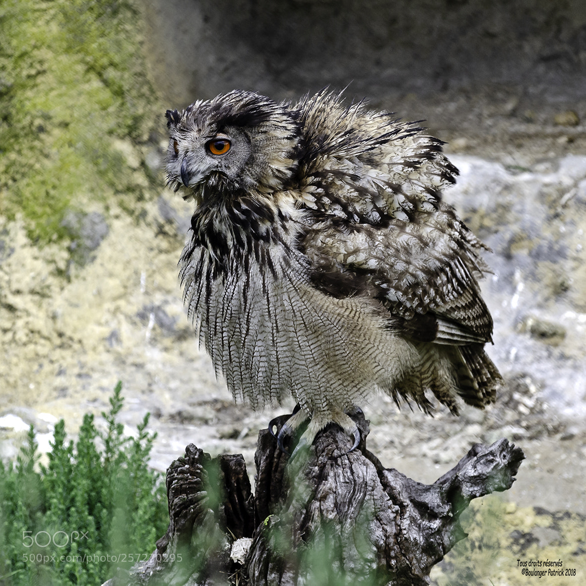 Nikon D7000 sample photo. Grand duc photography