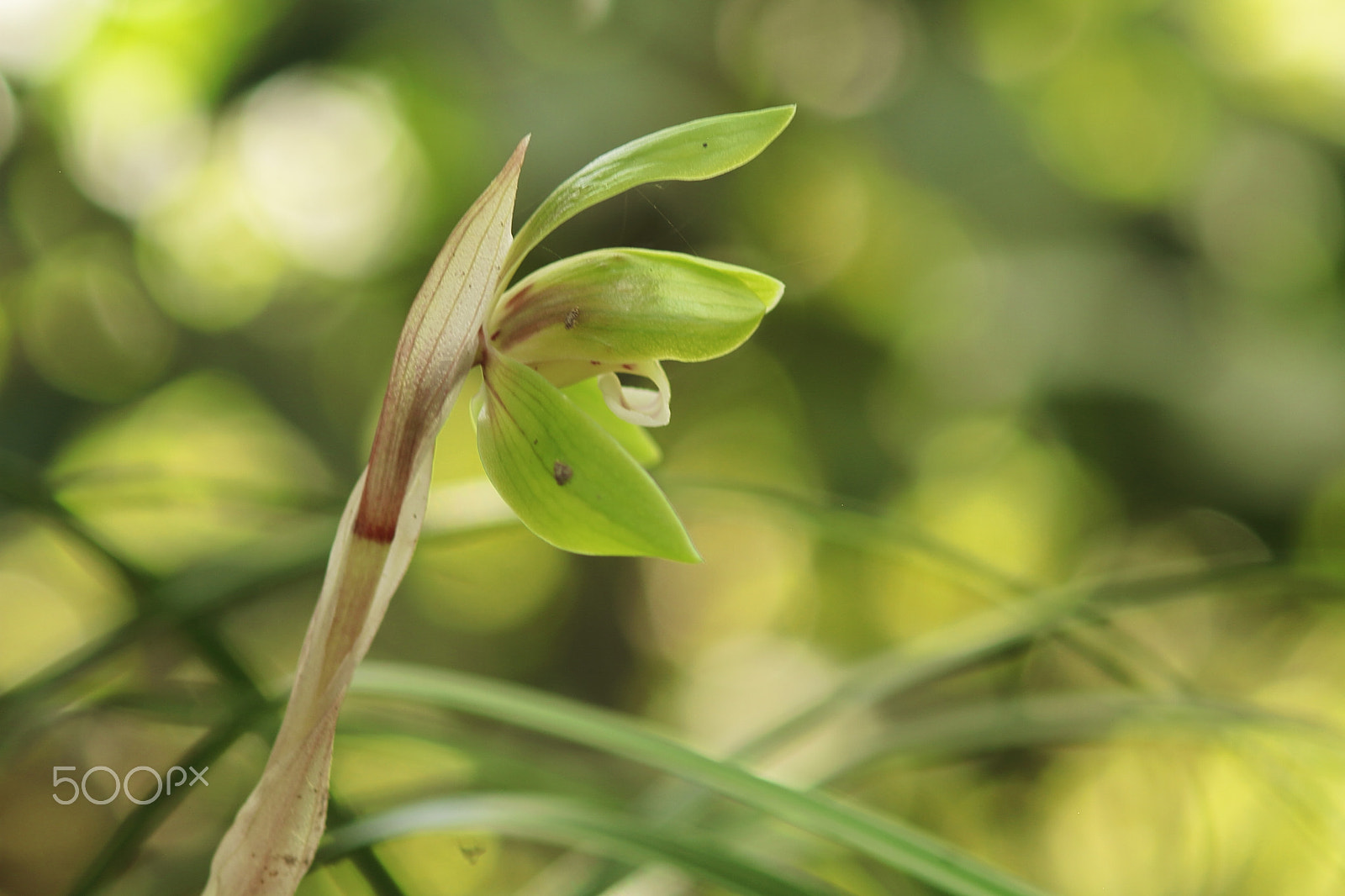 Canon EOS 7D + Canon EF 50mm F1.8 II sample photo. Riverstream orchid photography