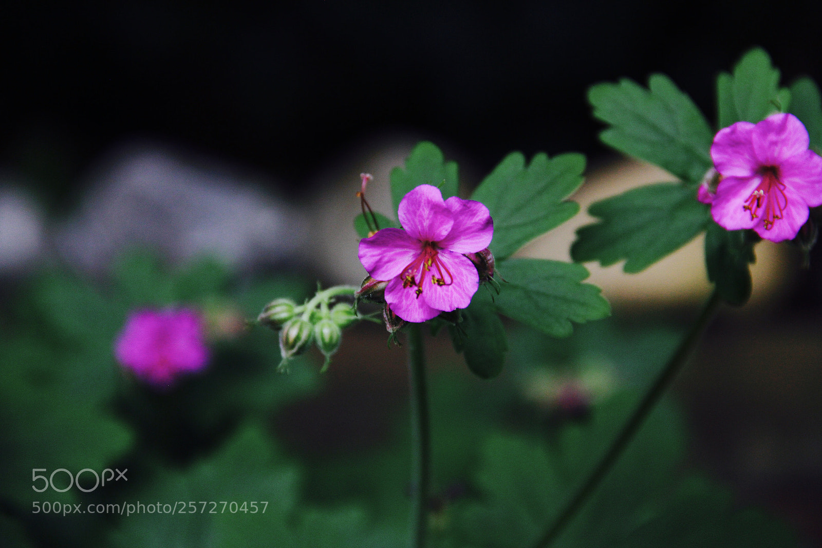 Canon EOS 60D sample photo. Welcome  photography