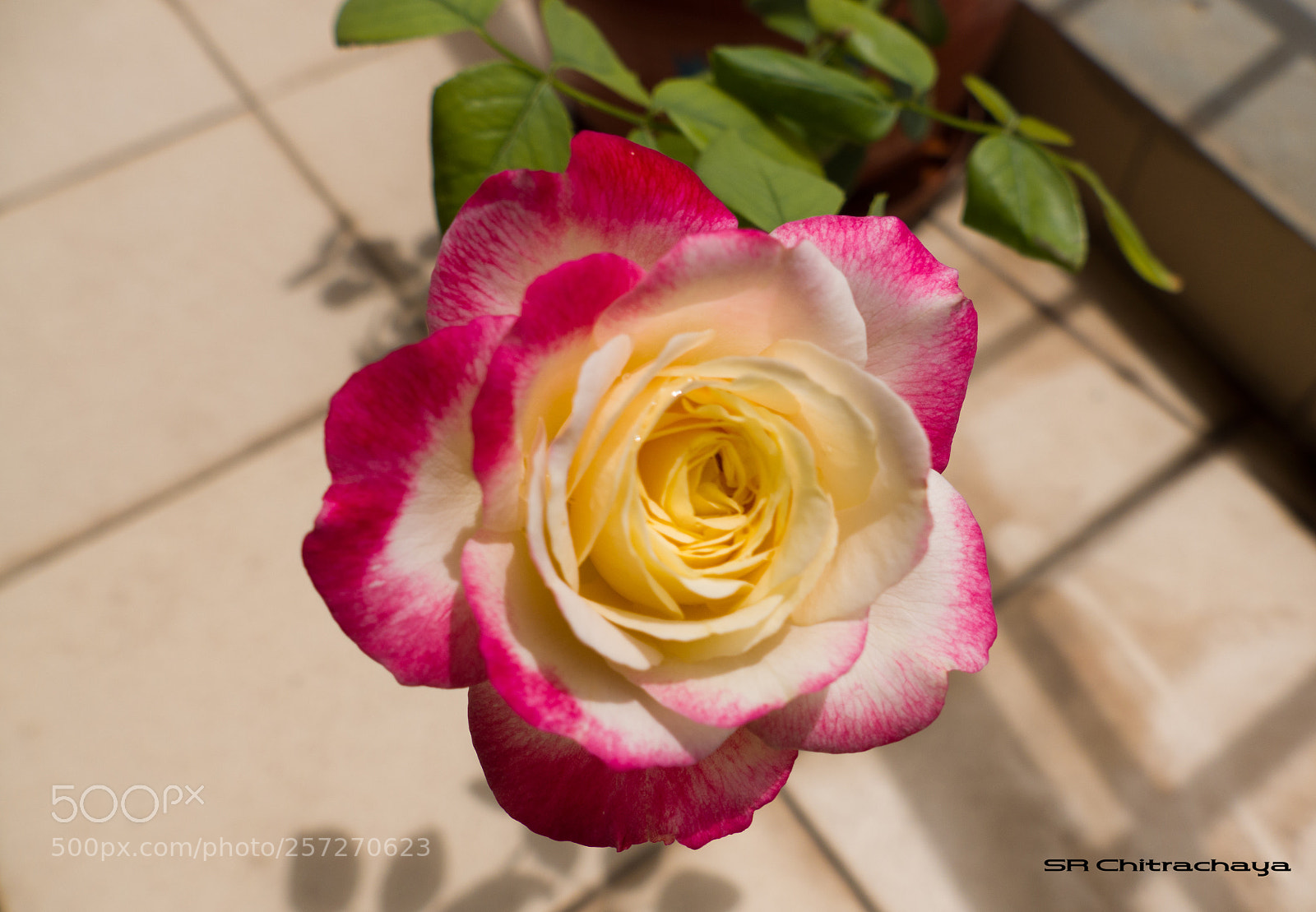 Panasonic Lumix DMC-FZ1000 sample photo. Rose photography