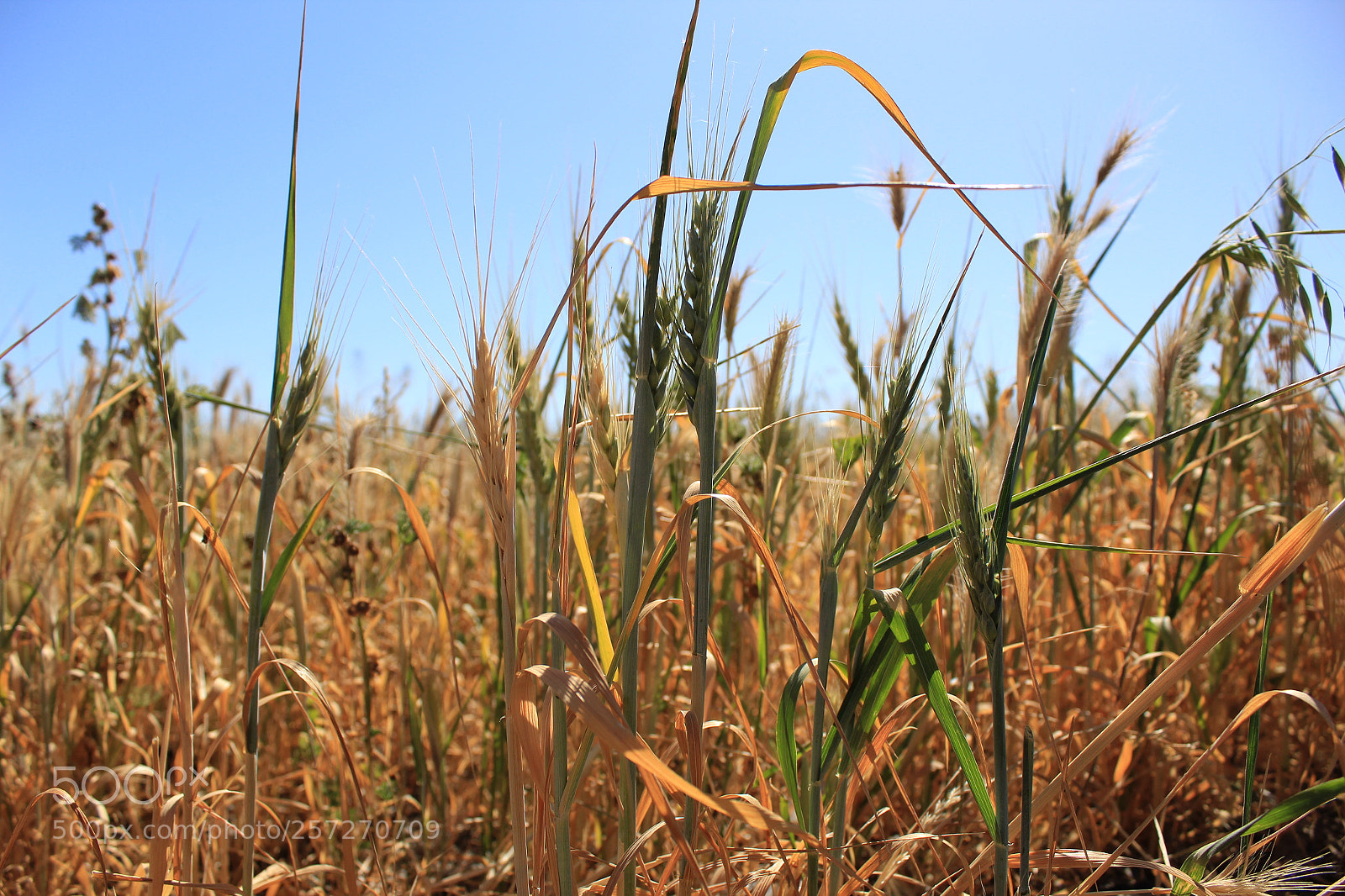 Canon EOS 1300D (EOS Rebel T6 / EOS Kiss X80) sample photo. Through the dry grass photography