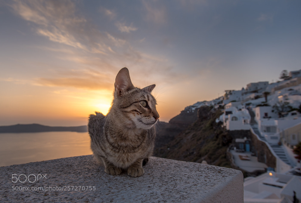 Nikon D750 sample photo. Sunset in santorini photography