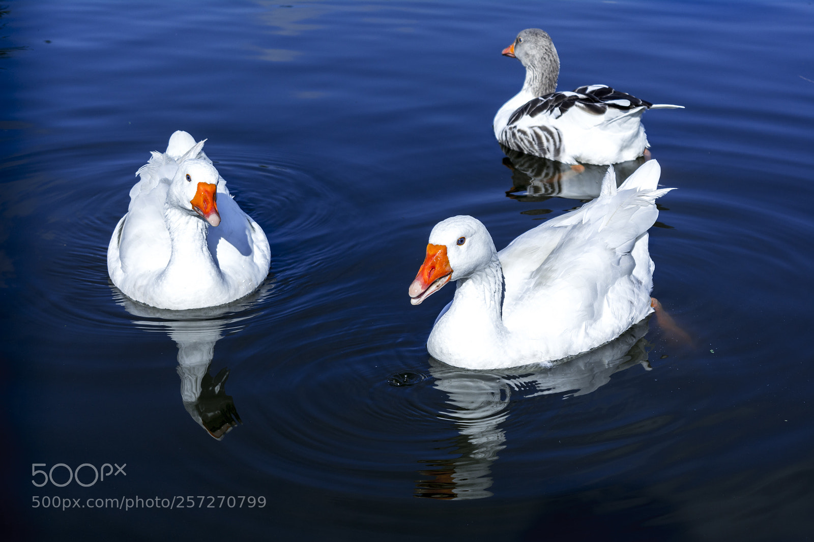 Nikon D5200 sample photo. Patos photography