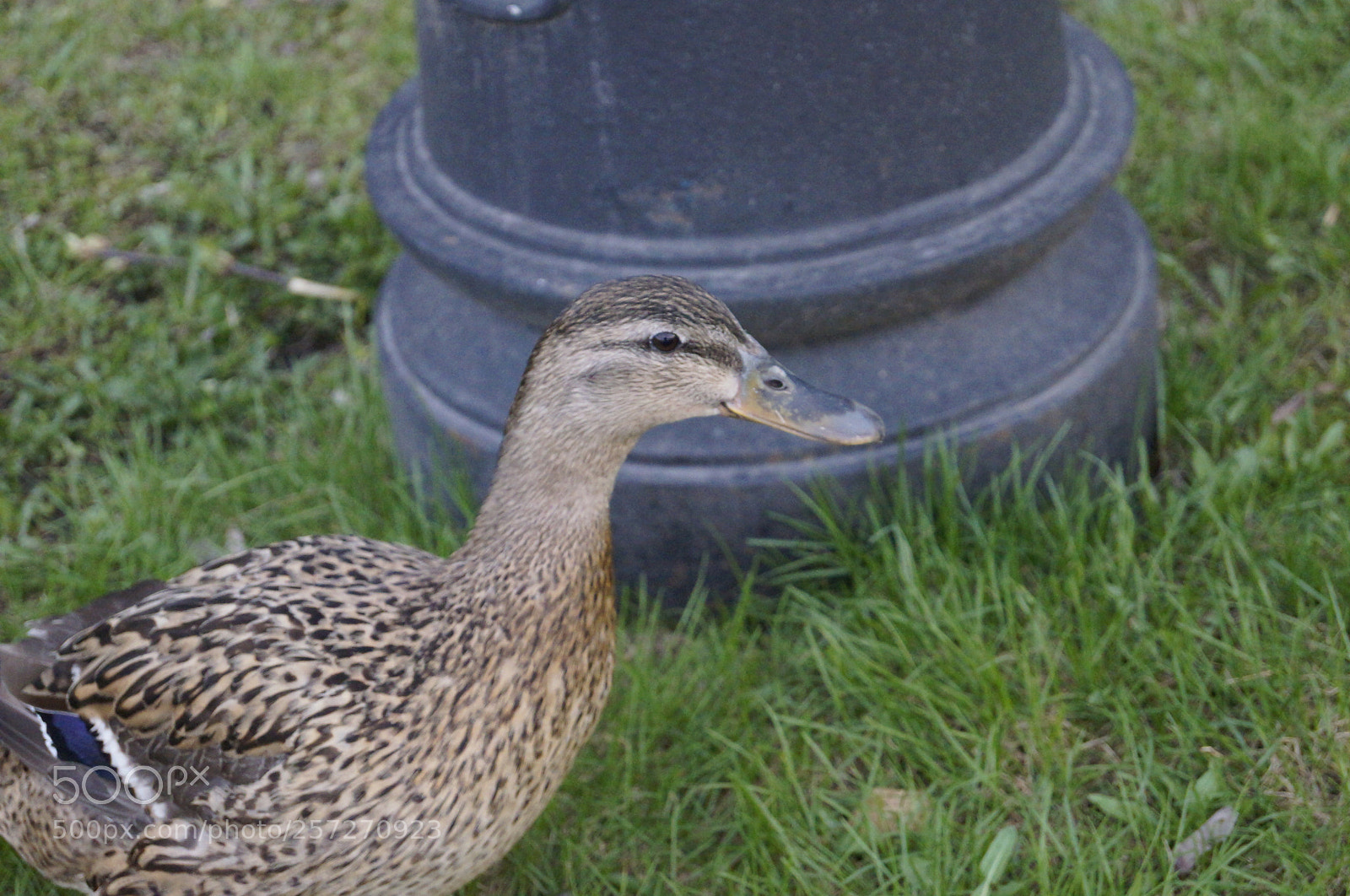 Sony SLT-A57 sample photo. Untitled photography