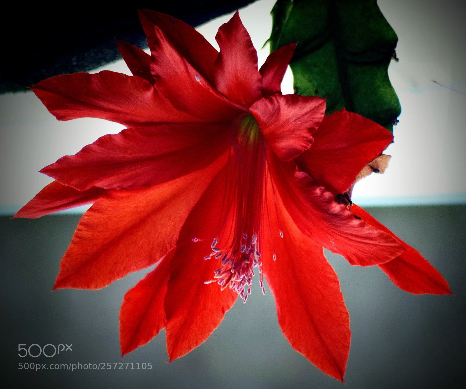 Nikon D3000 sample photo. Disocactus ackermanii photography