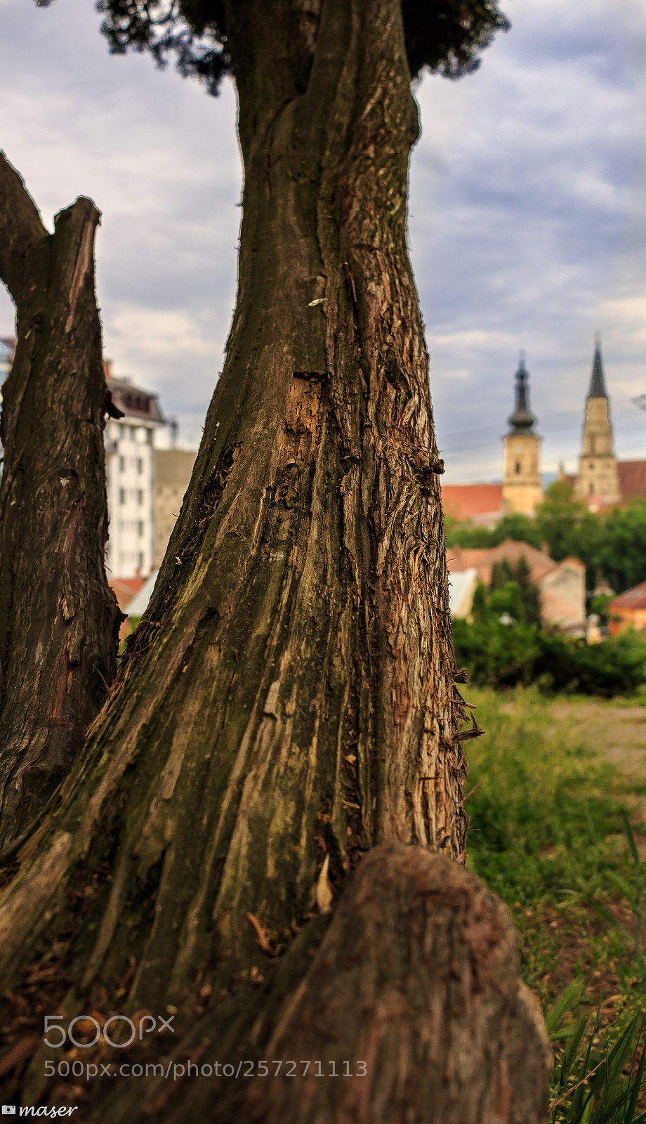 Canon EOS 100D (EOS Rebel SL1 / EOS Kiss X7) sample photo. Naked tree trunk with photography