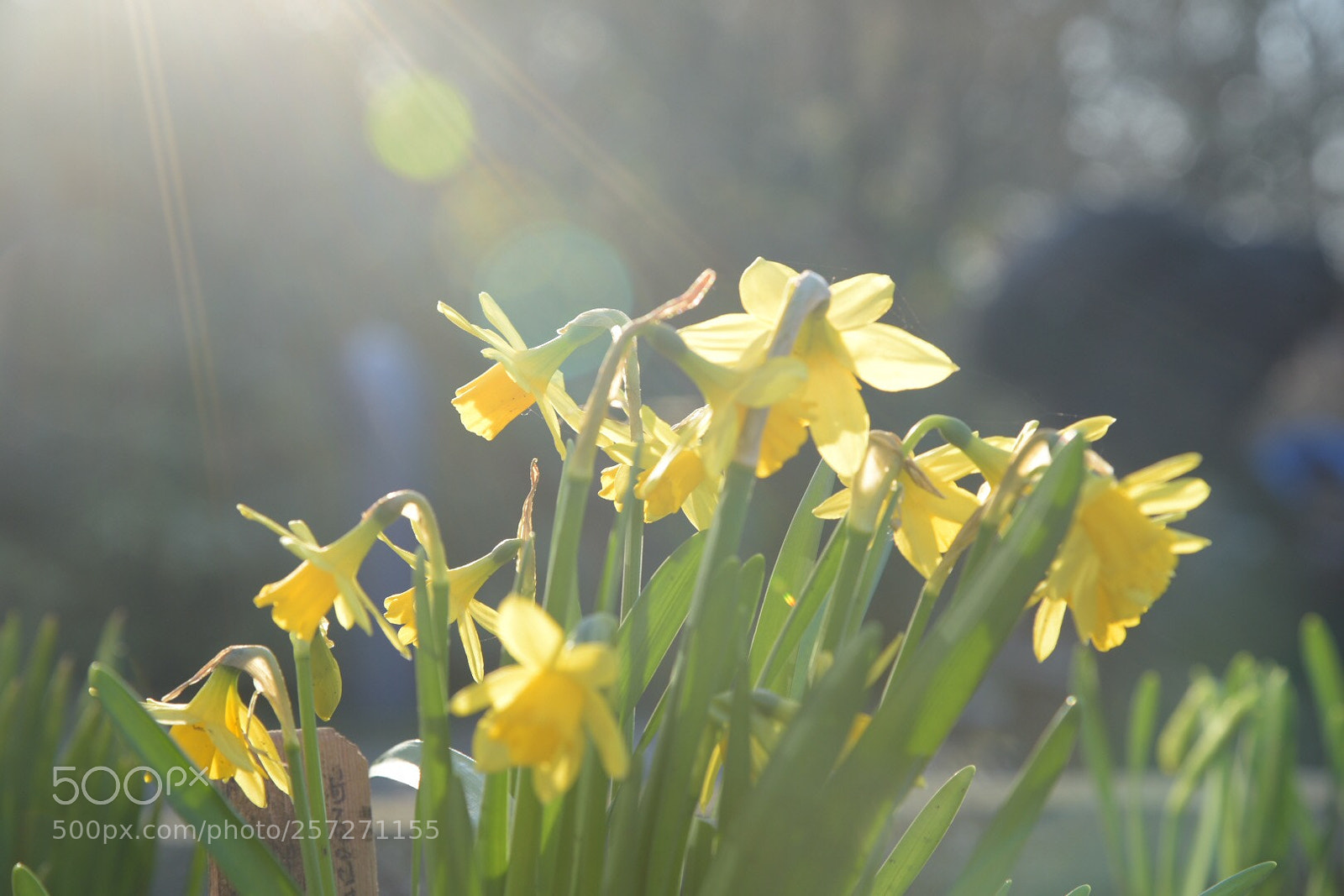 Nikon D750 sample photo. Sunny flowers photography