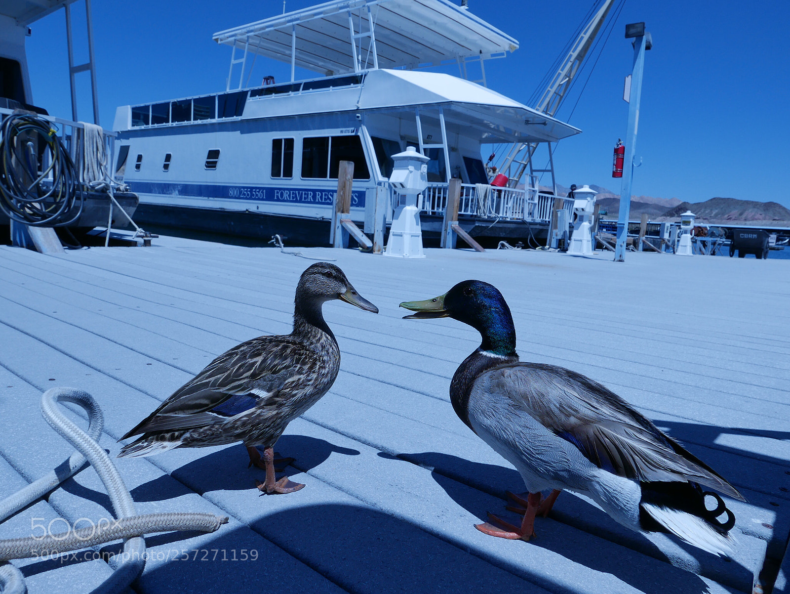 Leica D-Lux (Typ 109) sample photo. Two birds talking! photography