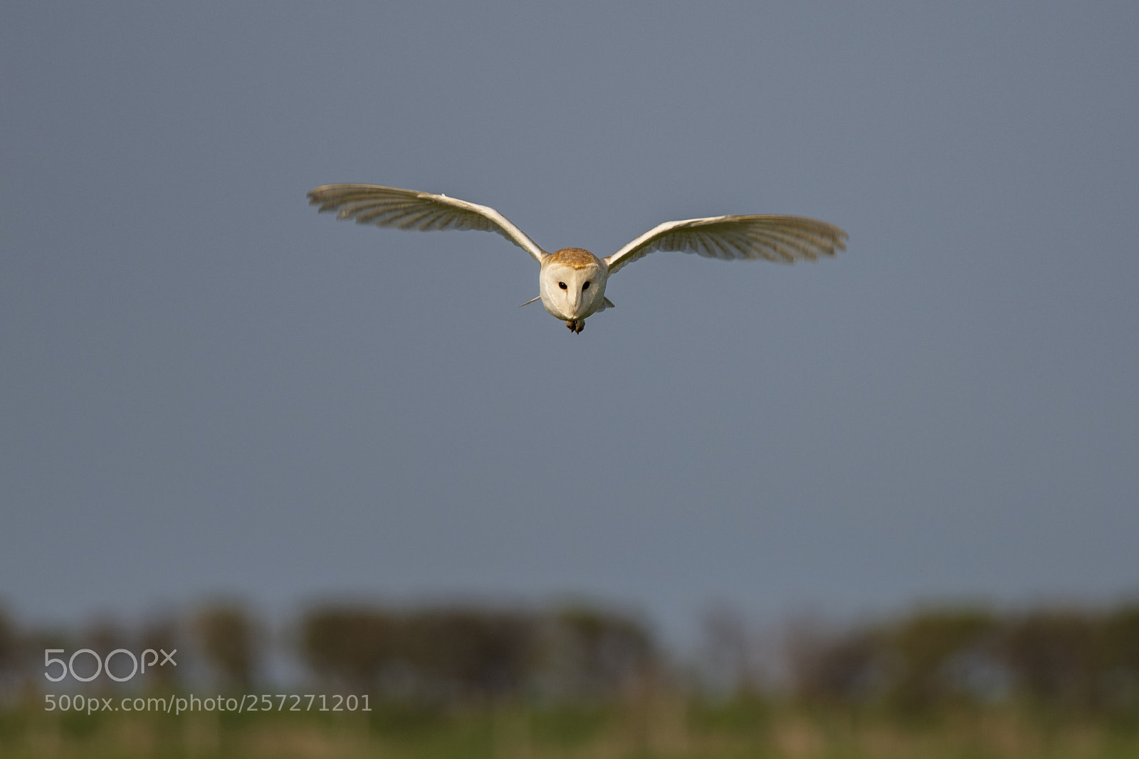 Nikon D850 sample photo. Barn owl, northumberland, england photography