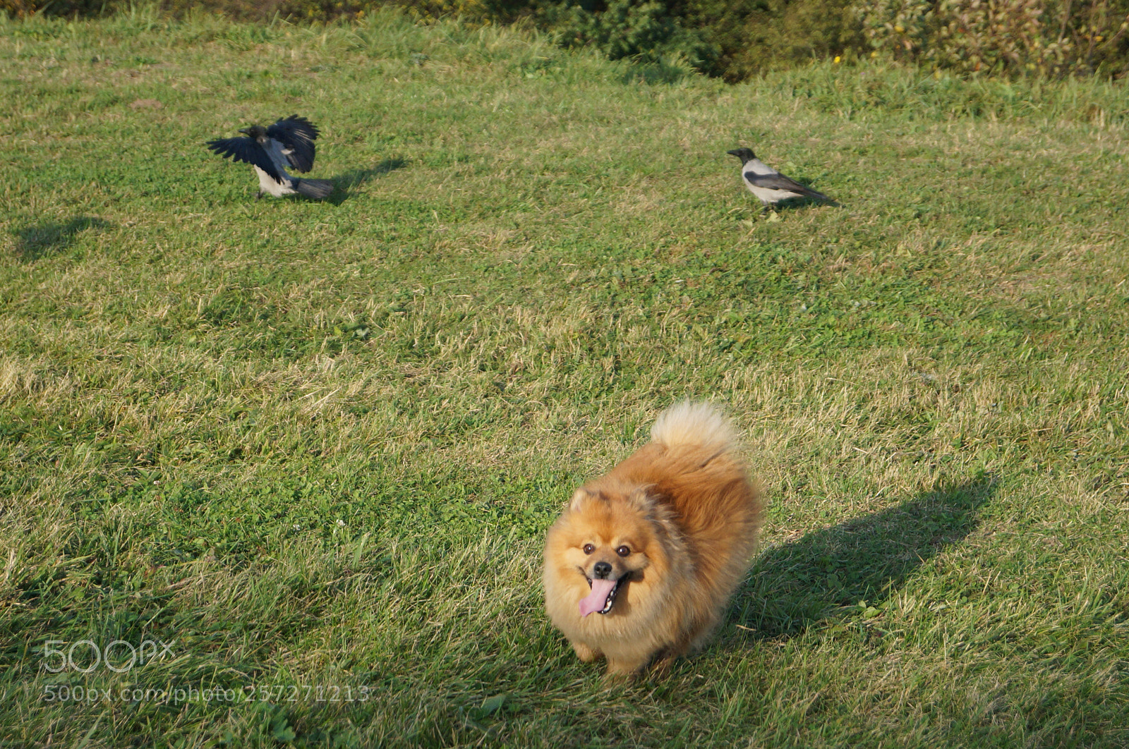 Sony SLT-A57 sample photo. Untitled photography
