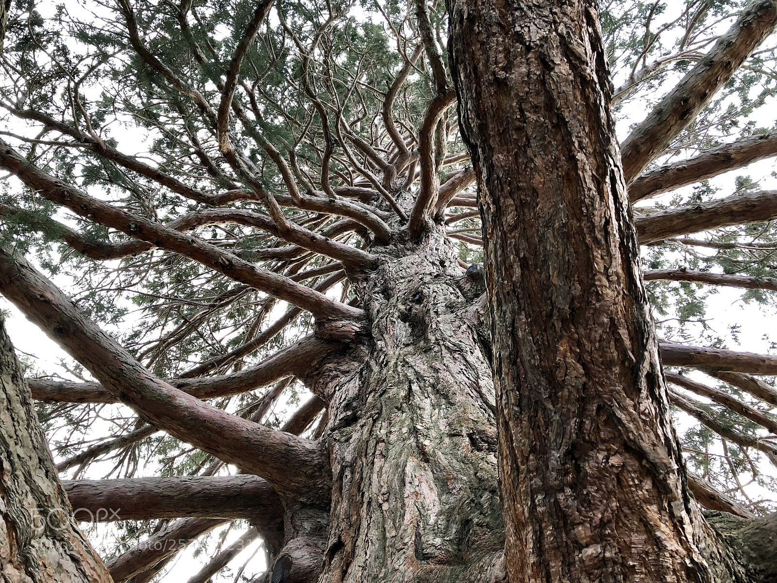 Apple iPhone 8 sample photo. Big tree photography