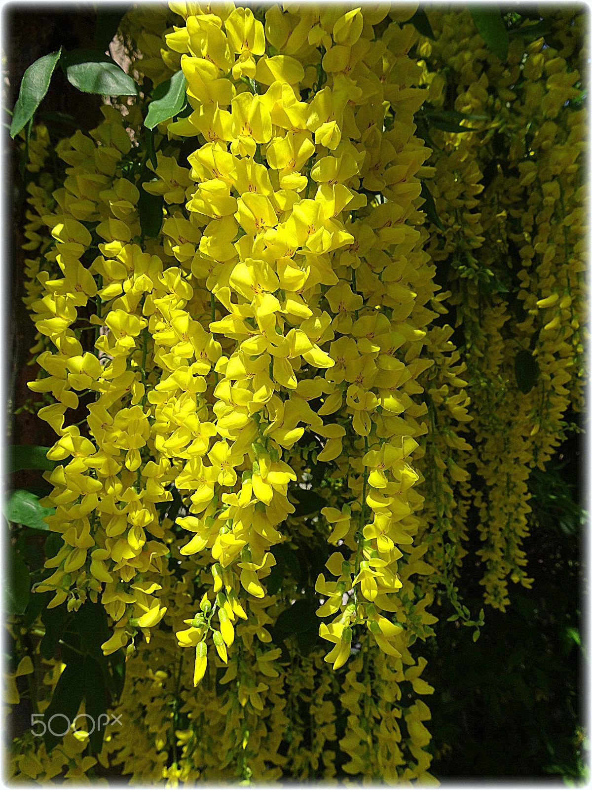 Sony Cyber-shot DSC-HX80 sample photo. "goldrain" photography