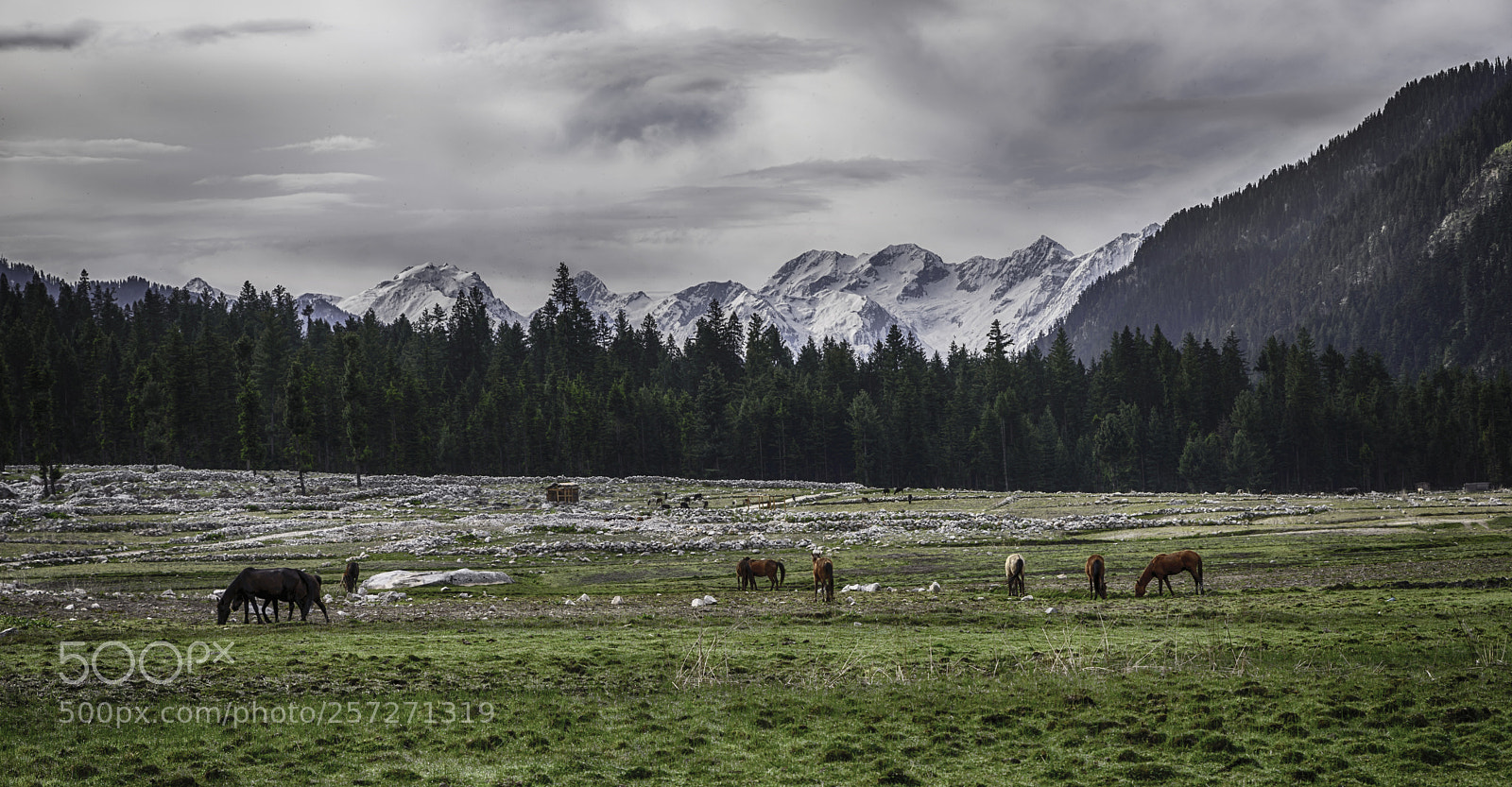 Nikon D610 sample photo. Wild wild north photography