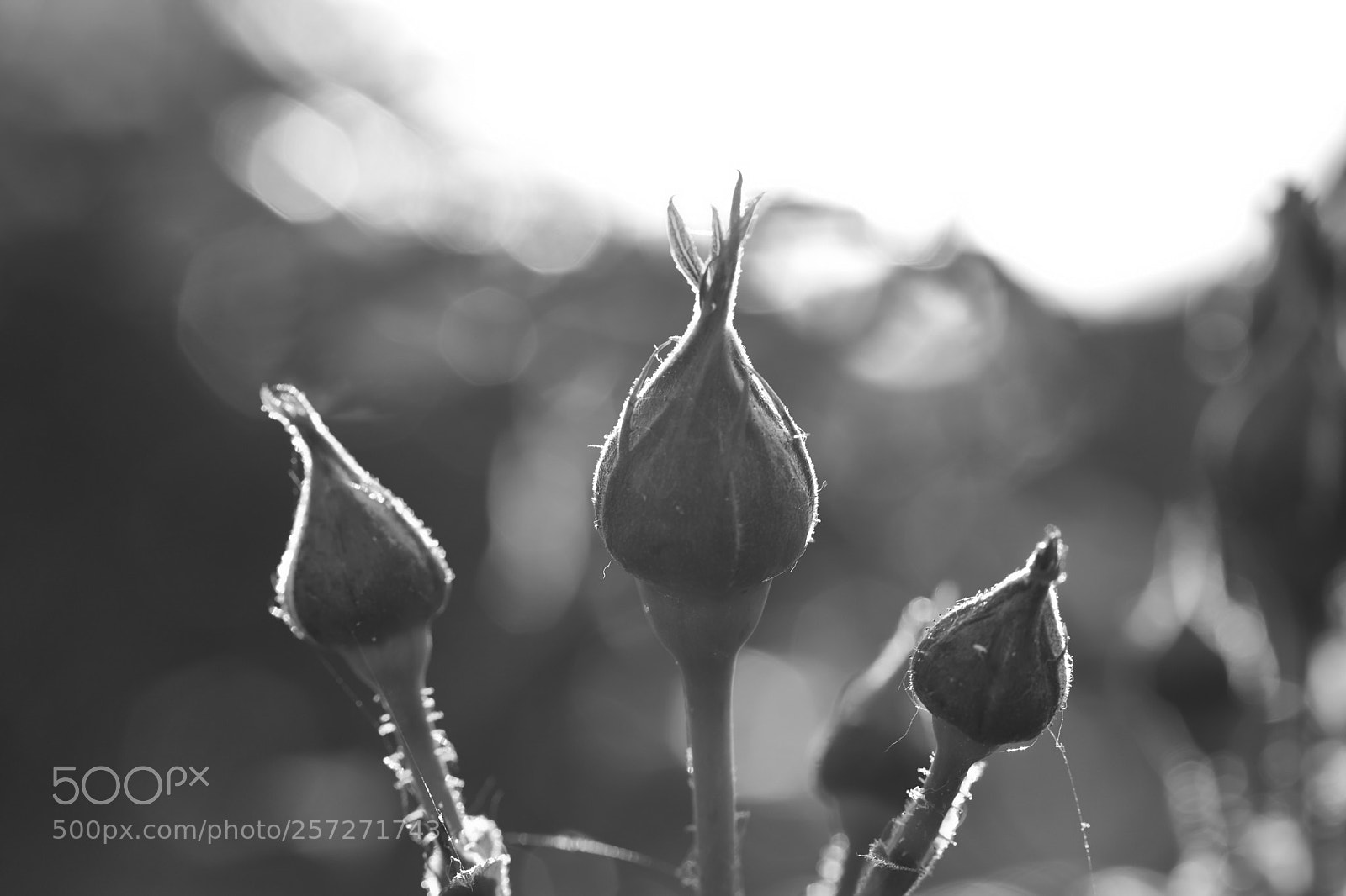 Canon EOS 750D (EOS Rebel T6i / EOS Kiss X8i) sample photo. Rose in b&w photography