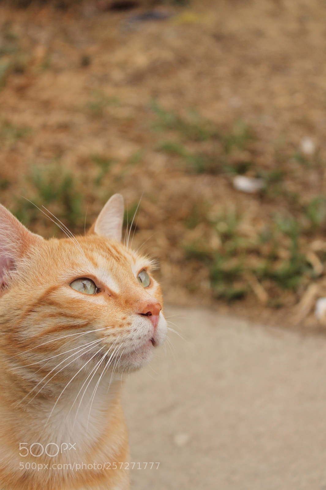 Canon EOS 1100D (EOS Rebel T3 / EOS Kiss X50) sample photo. *tarea mirada* photography