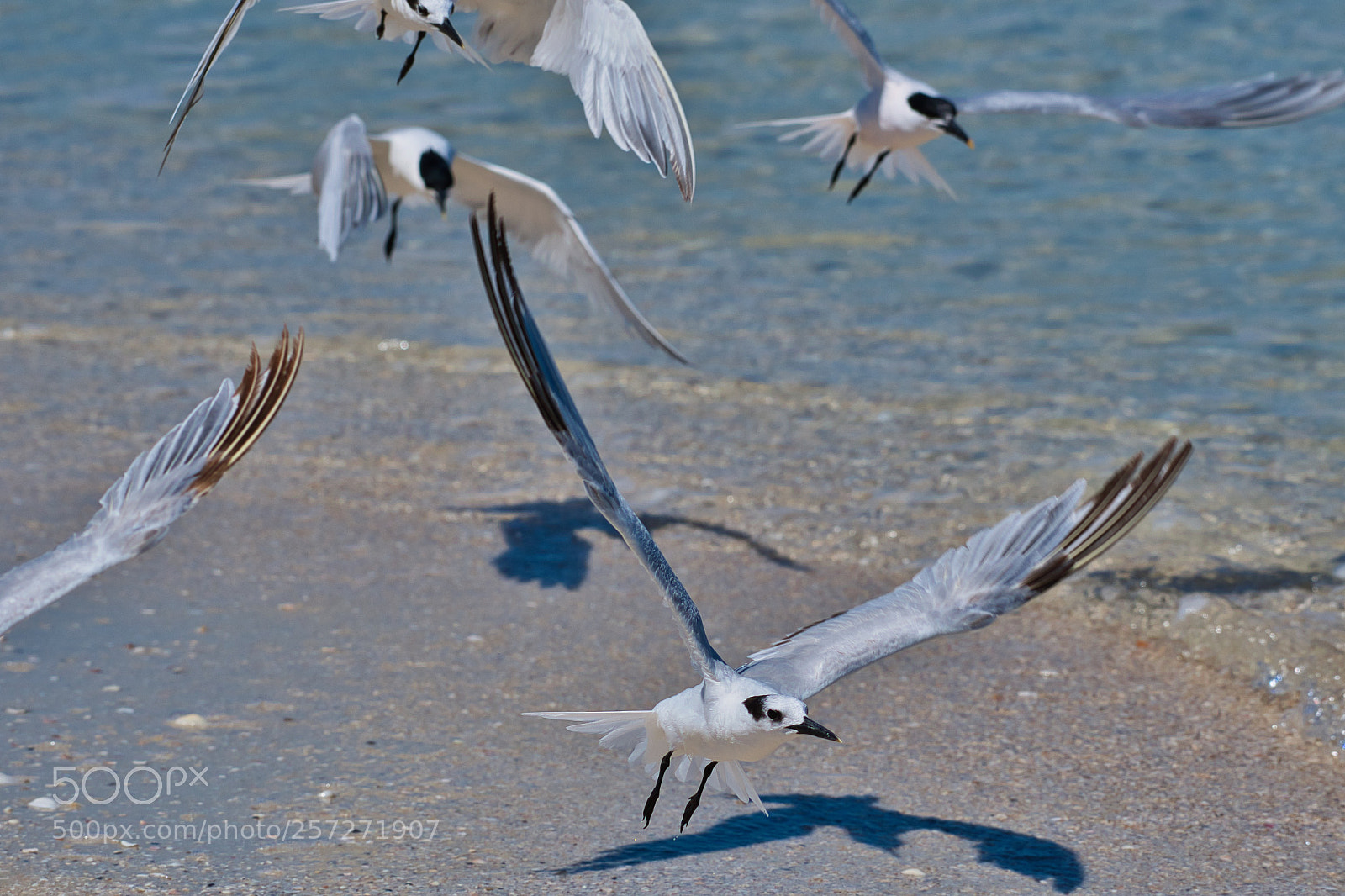 Nikon D500 sample photo. Flock of royal terns photography