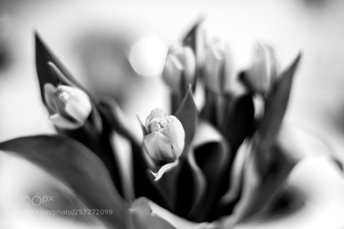 Fujifilm X-T10 sample photo. Tulips.  photography