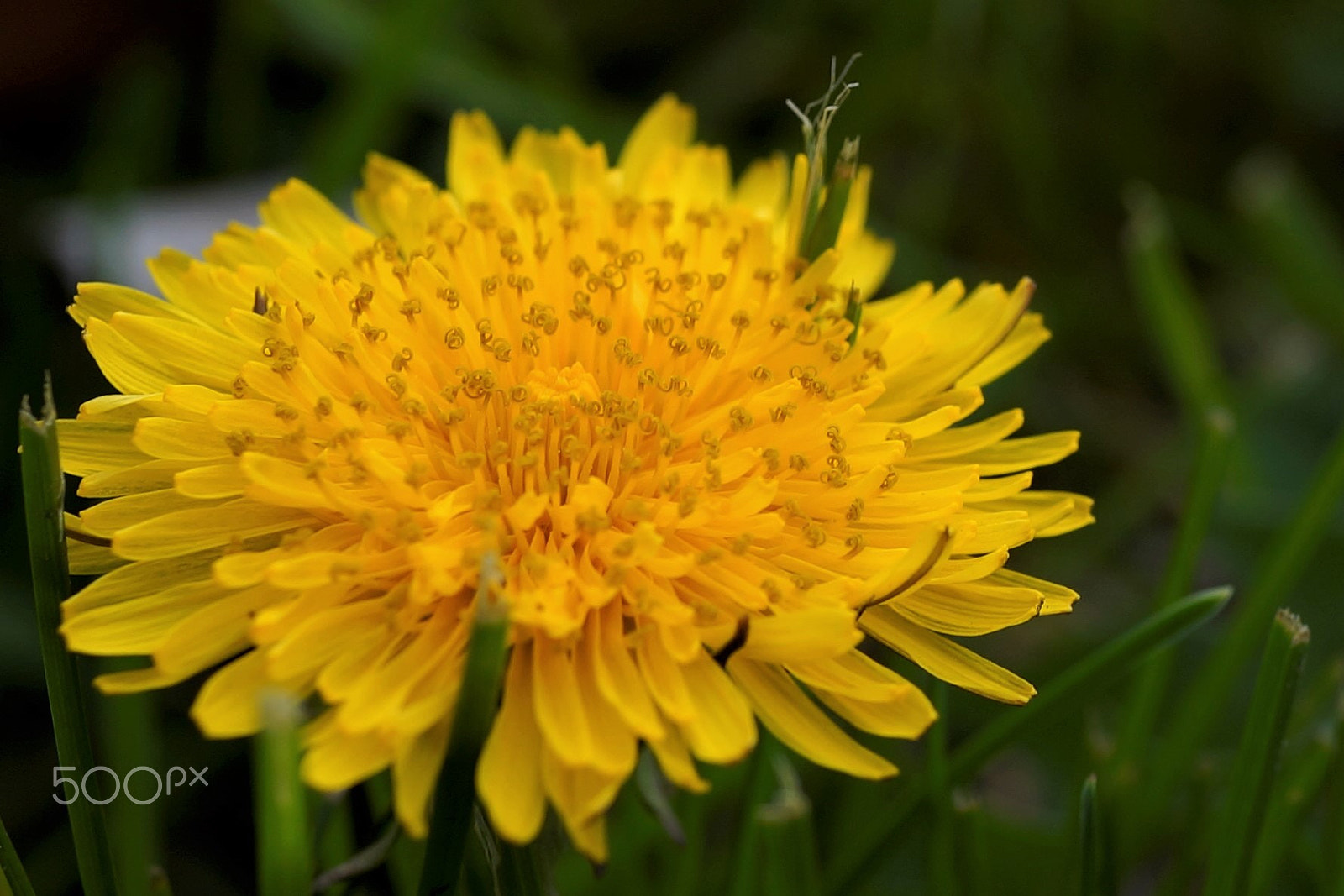 Sony Cyber-shot DSC-RX1 sample photo. Dandy day photography