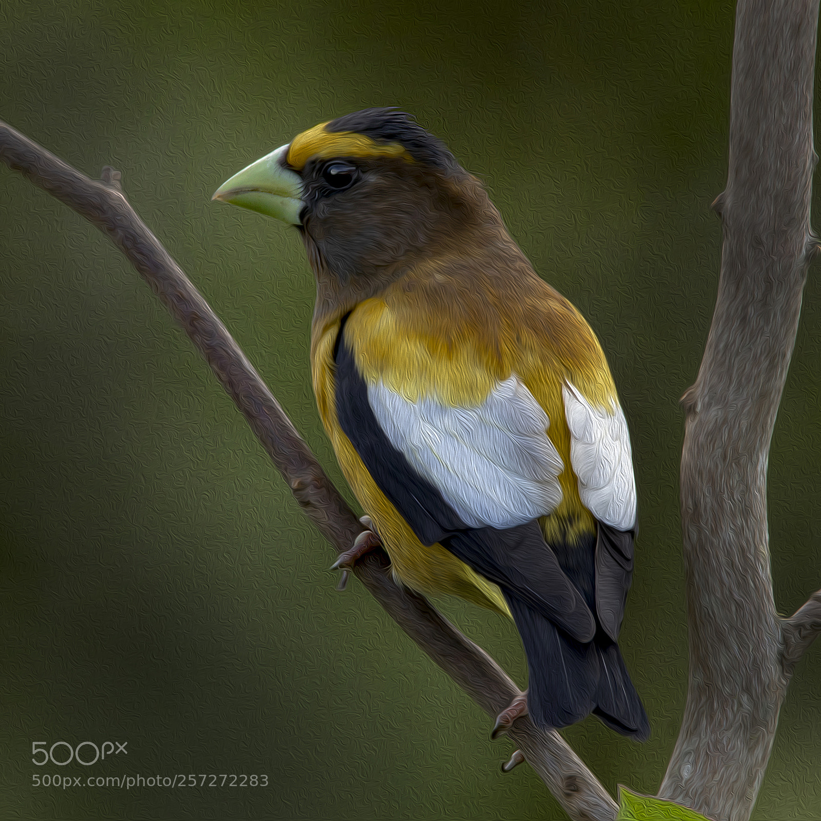 Canon EOS M5 sample photo. Male evening grosbeak photography