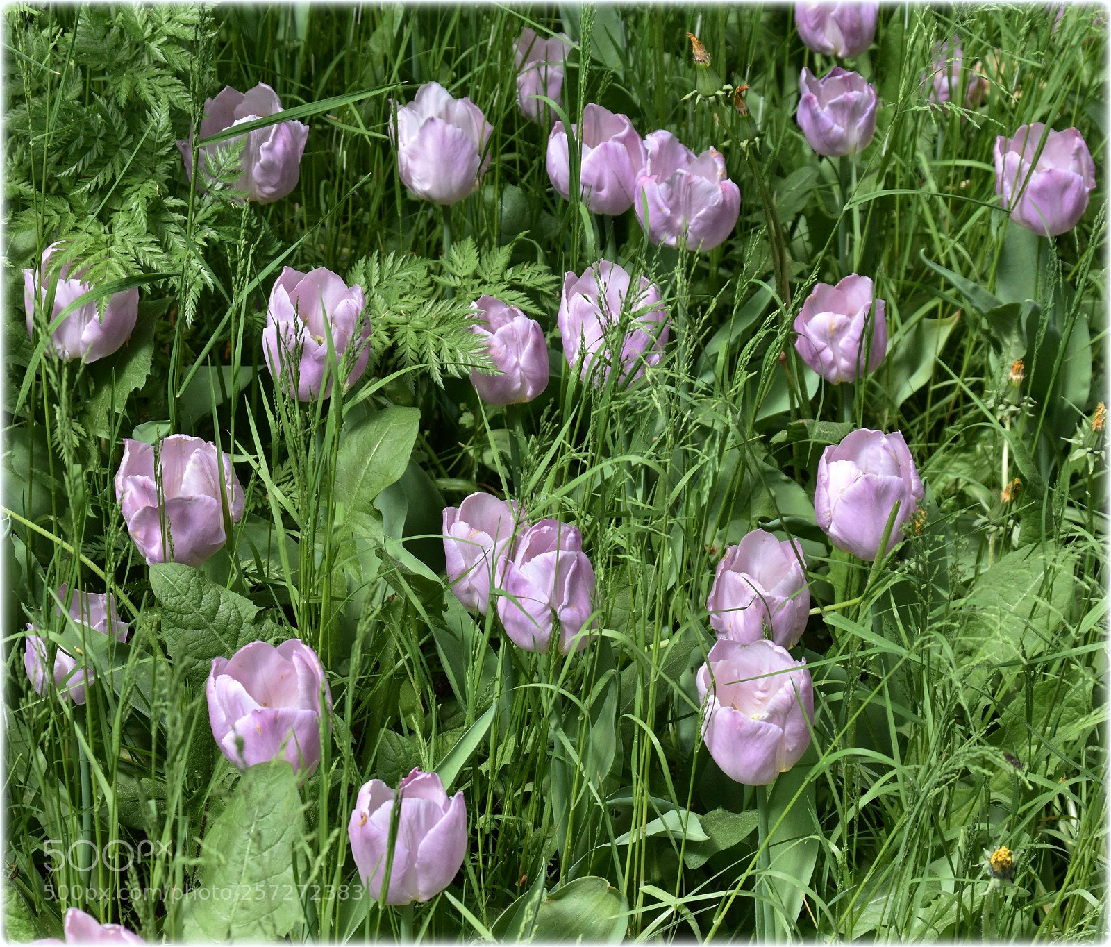 Nikon D7200 sample photo. "tulips in green" photography