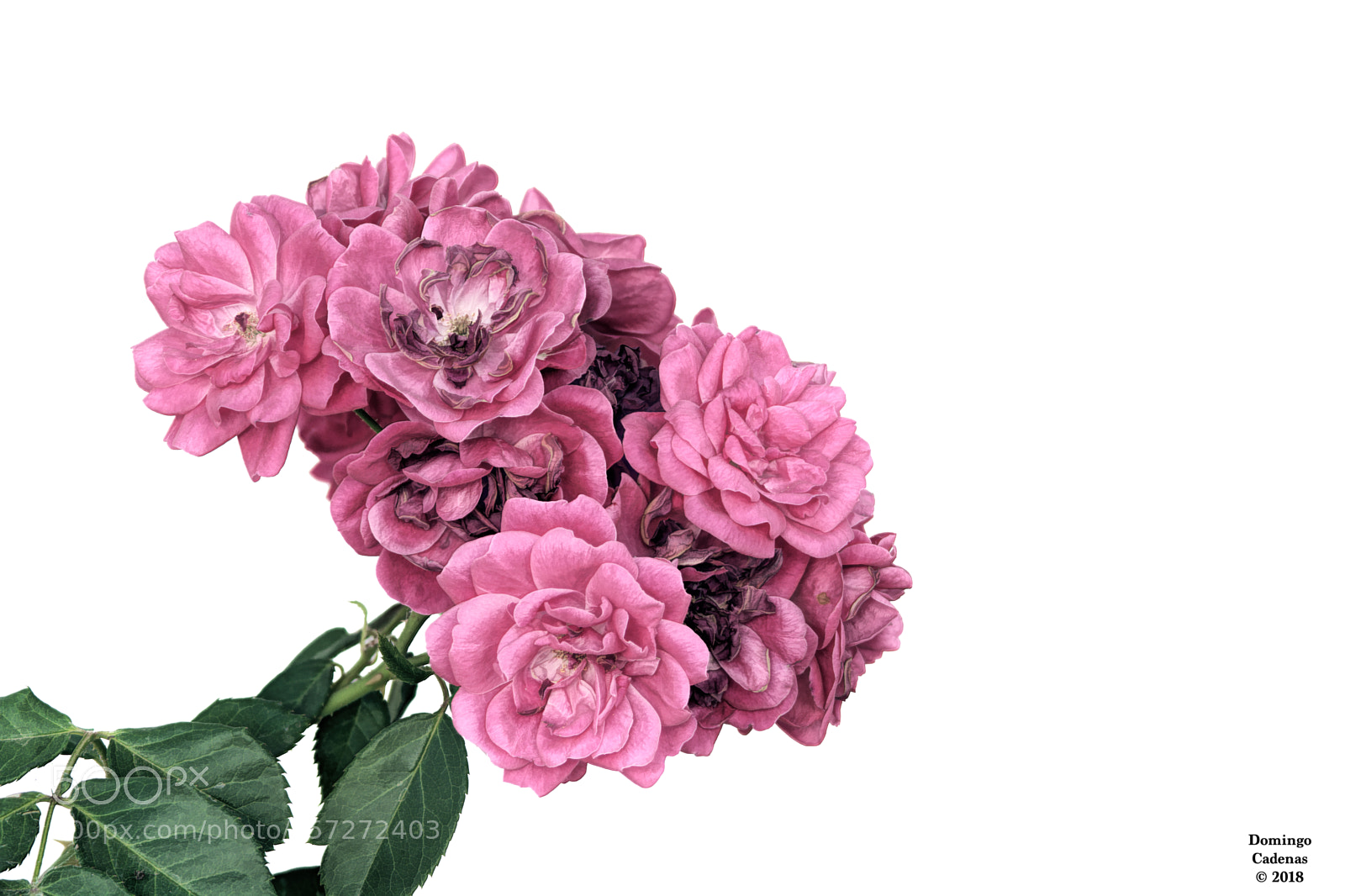 Nikon D7100 sample photo. Color photography