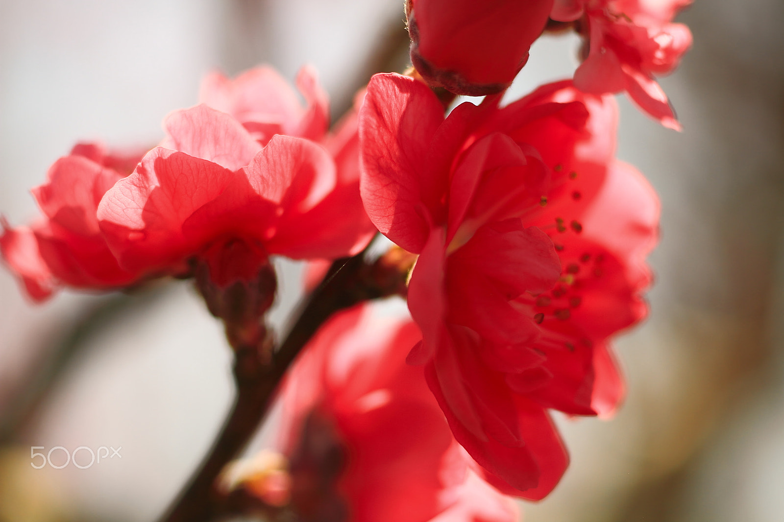 Canon EOS 7D sample photo. "ume" plum blossoms photography