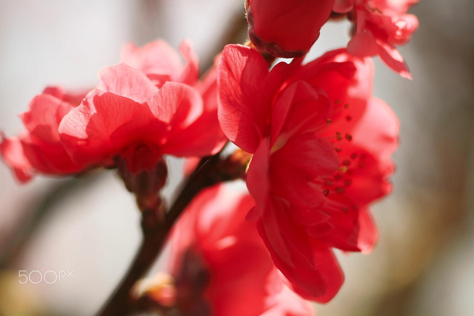 Canon EOS 7D + Canon EF 50mm F1.8 II sample photo. "ume" plum blossoms photography