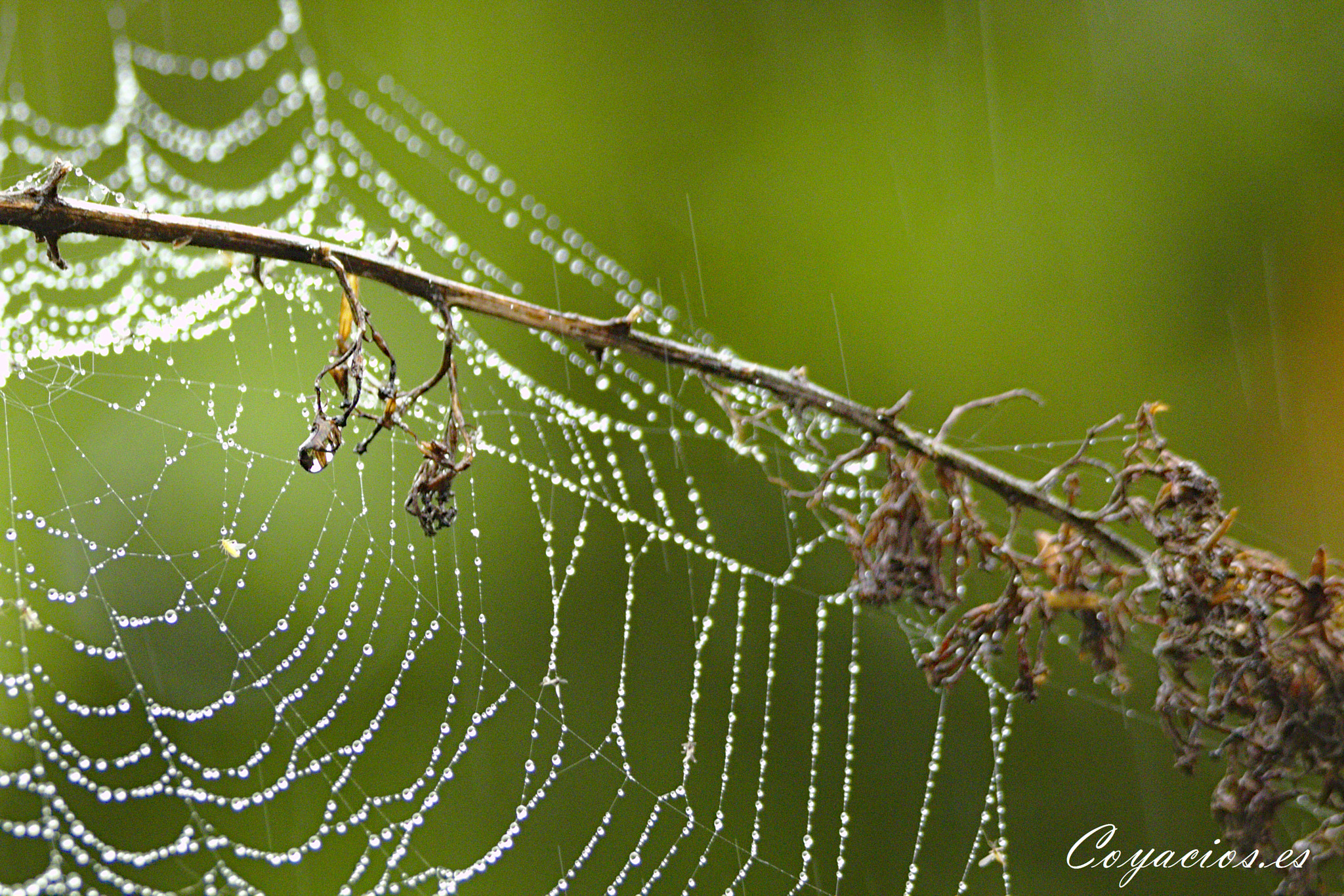 Canon EOS 7D Mark II sample photo. La primavera.... que no llega photography