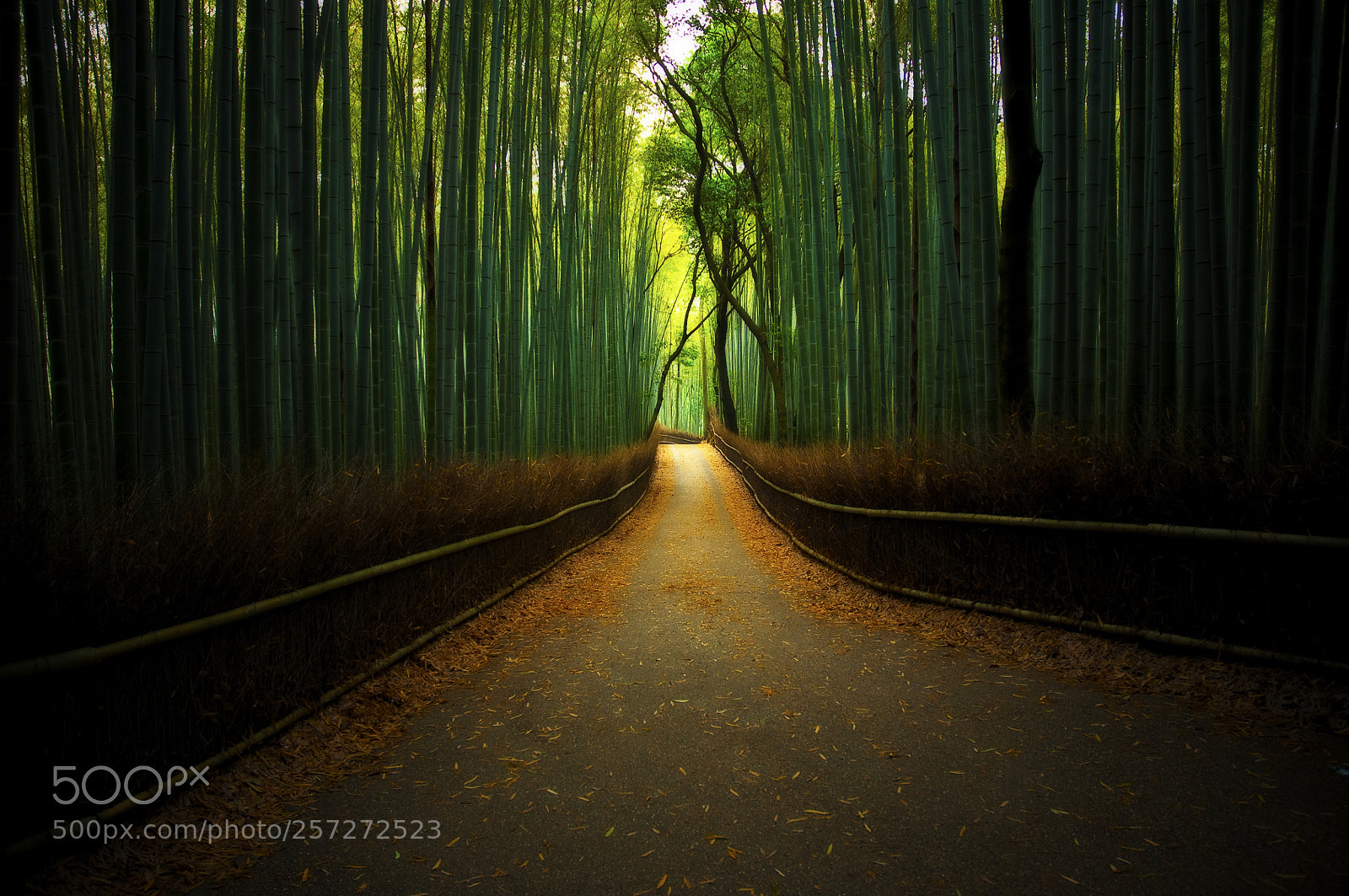 Nikon D90 sample photo. Arashiyama bamboo forest photography