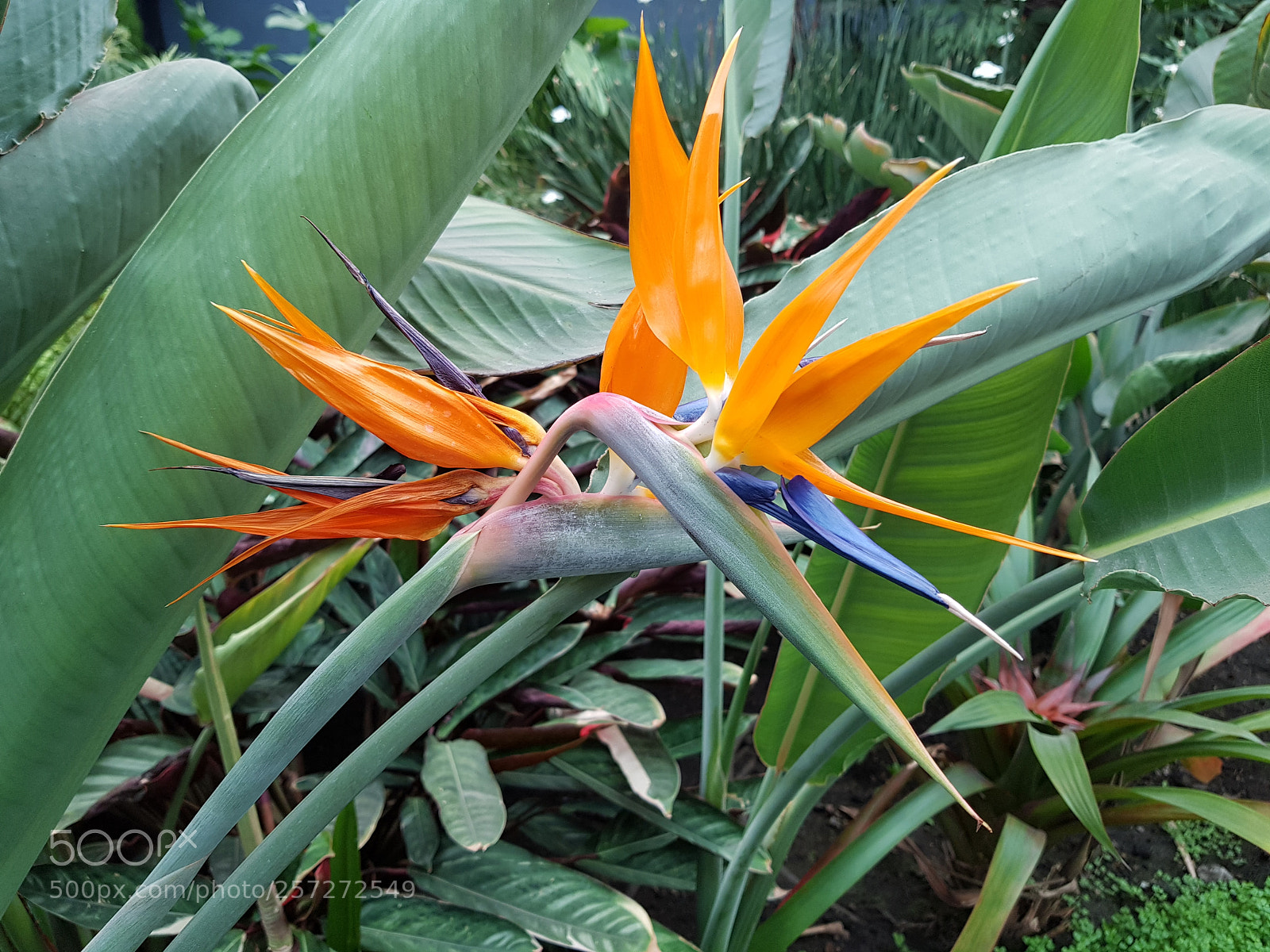 Samsung Galaxy S8+ sample photo. Bird of paradise flower photography
